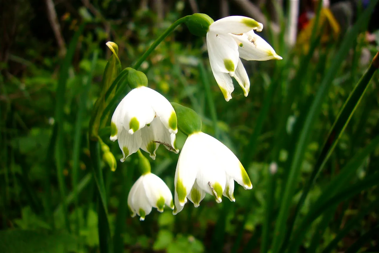 Snowflake Lilly (Leucojum Aestivum) — is a charming bulbous perennial featuring bell-shaped; thrives in full sun to partial shade and enjoys moist, image 53