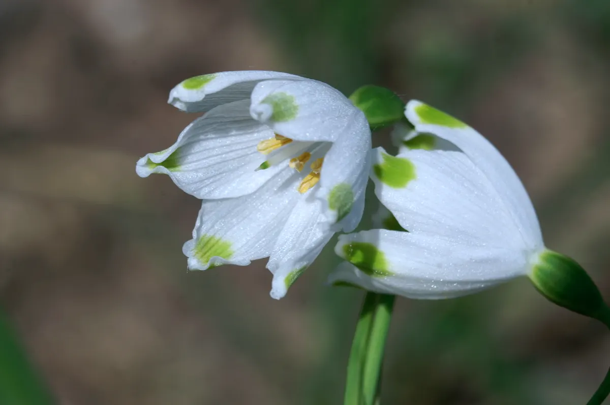 Snowflake Lilly (Leucojum Aestivum) — Thrives in full sun to partial shade and enjoys moist, well-drained soil; bulb with white blooms, image 56