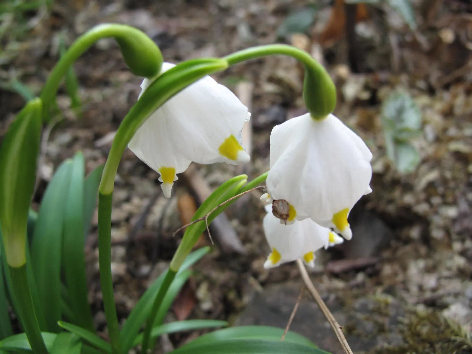 Snowflake Lilly (Leucojum Aestivum) — bulb with white blooms