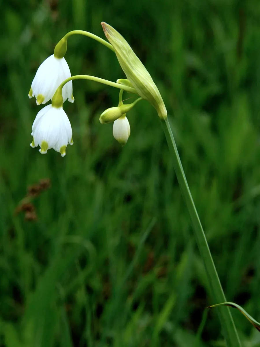 Snowflake Lilly (Leucojum Aestivum) — Leucojum aestivum is low maintenance with minimal pest or disease issues; recognize the potential of clumping as it