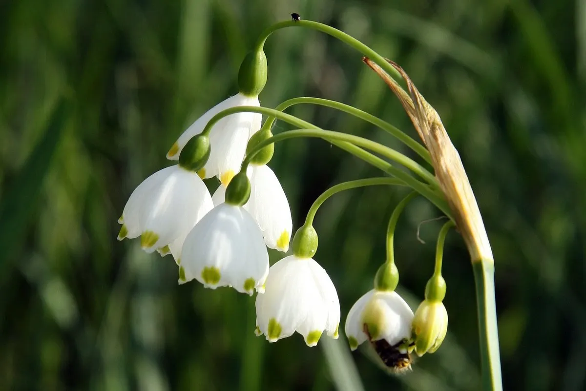 Snowflake Lilly (Leucojum Aestivum) — The elegant Snowflake Lily; they are ideally situated along borders, in woodland gardens, or naturalized in, image 59