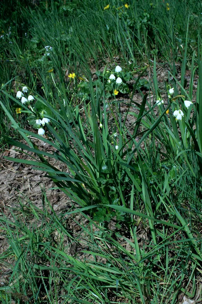 Snowflake Lilly (Leucojum Aestivum) — typically from April to May; bringing a burst of serenity to garden landscapes.<br><br>When designing with the Snowflake