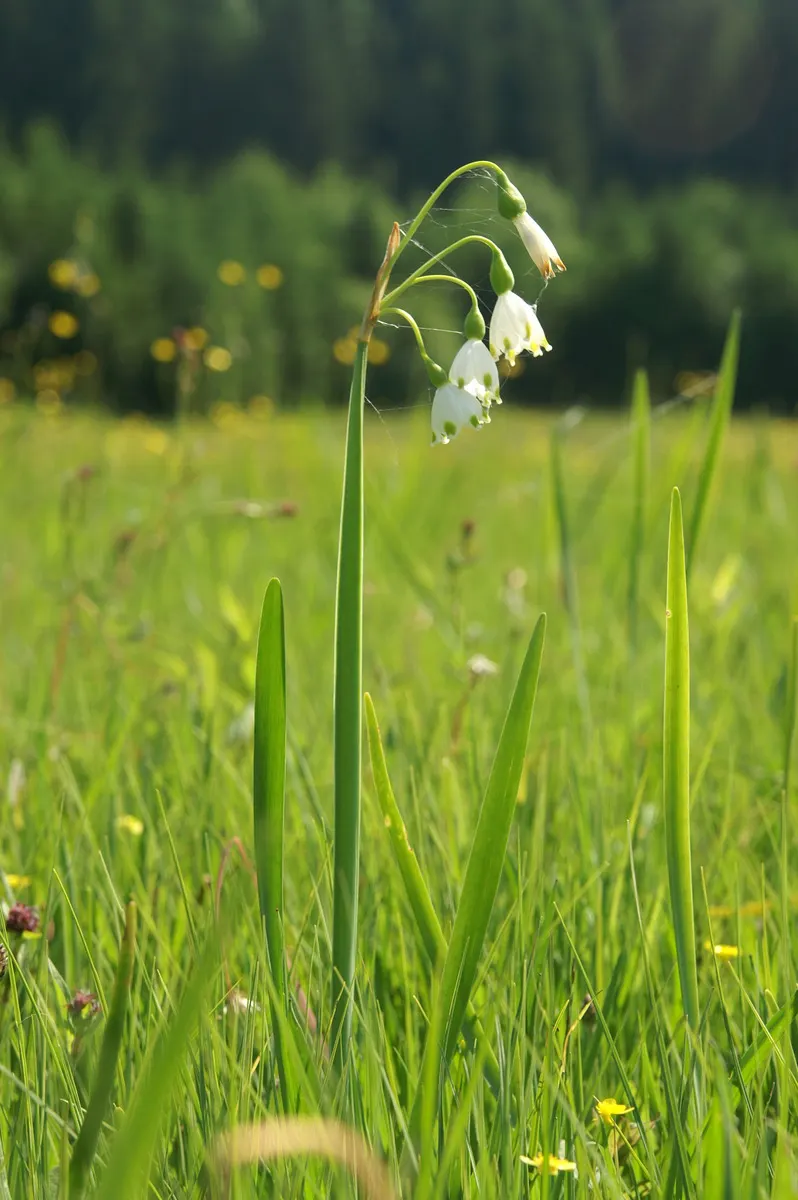 Snowflake Lilly (Leucojum Aestivum) — It is resilient and adaptive; typically blooming in spring, it reaches a height of 12-18 inches, with a, image 64
