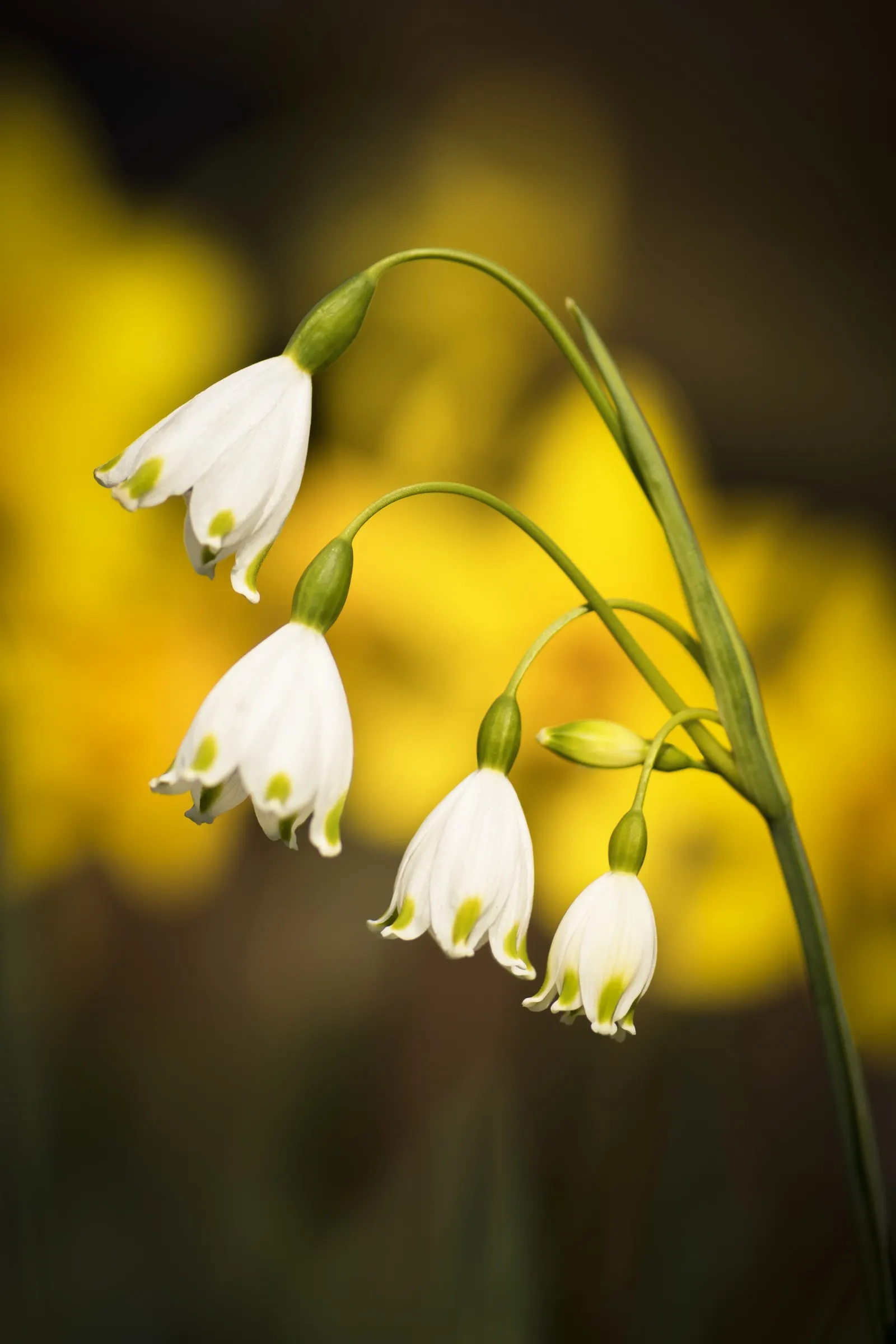 Snowflake Lilly (Leucojum Aestivum) — consists of six tepals adorned with green or yellowish spots at their tips