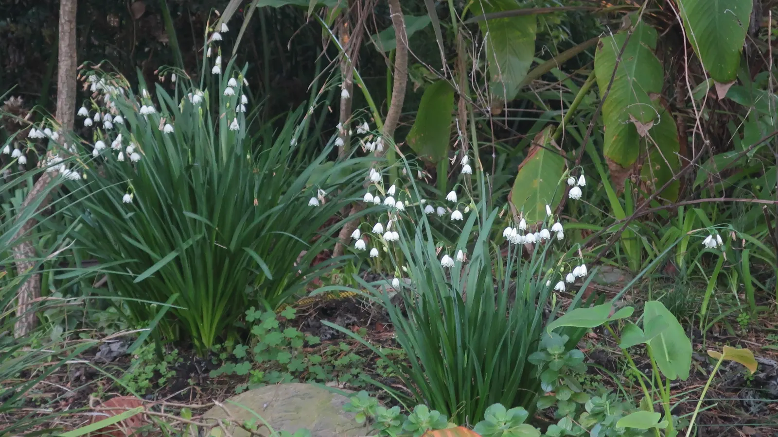 Snowflake Lilly (Leucojum Aestivum) — They are ideally situated along borders, in woodland gardens, or naturalized in grassy areas