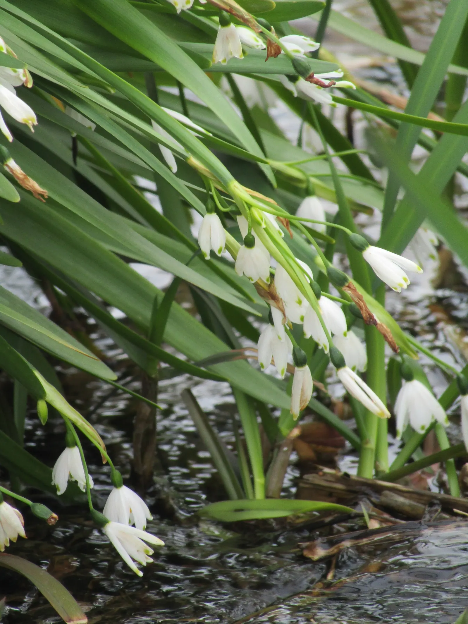 Snowflake Lilly (Leucojum Aestivum) — Ideal for borders, waterside plantings, and naturalized areas