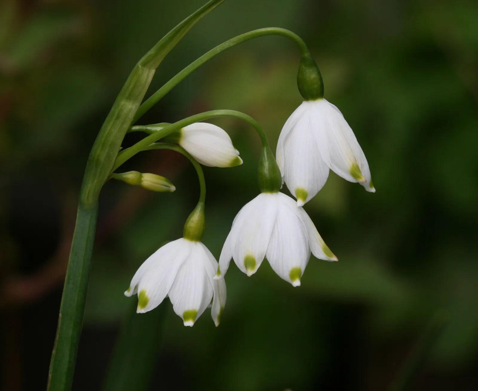 Snowflake Lilly (Leucojum Aestivum) — is a perennial bulbous plant that imbues charm and grace to any landscape