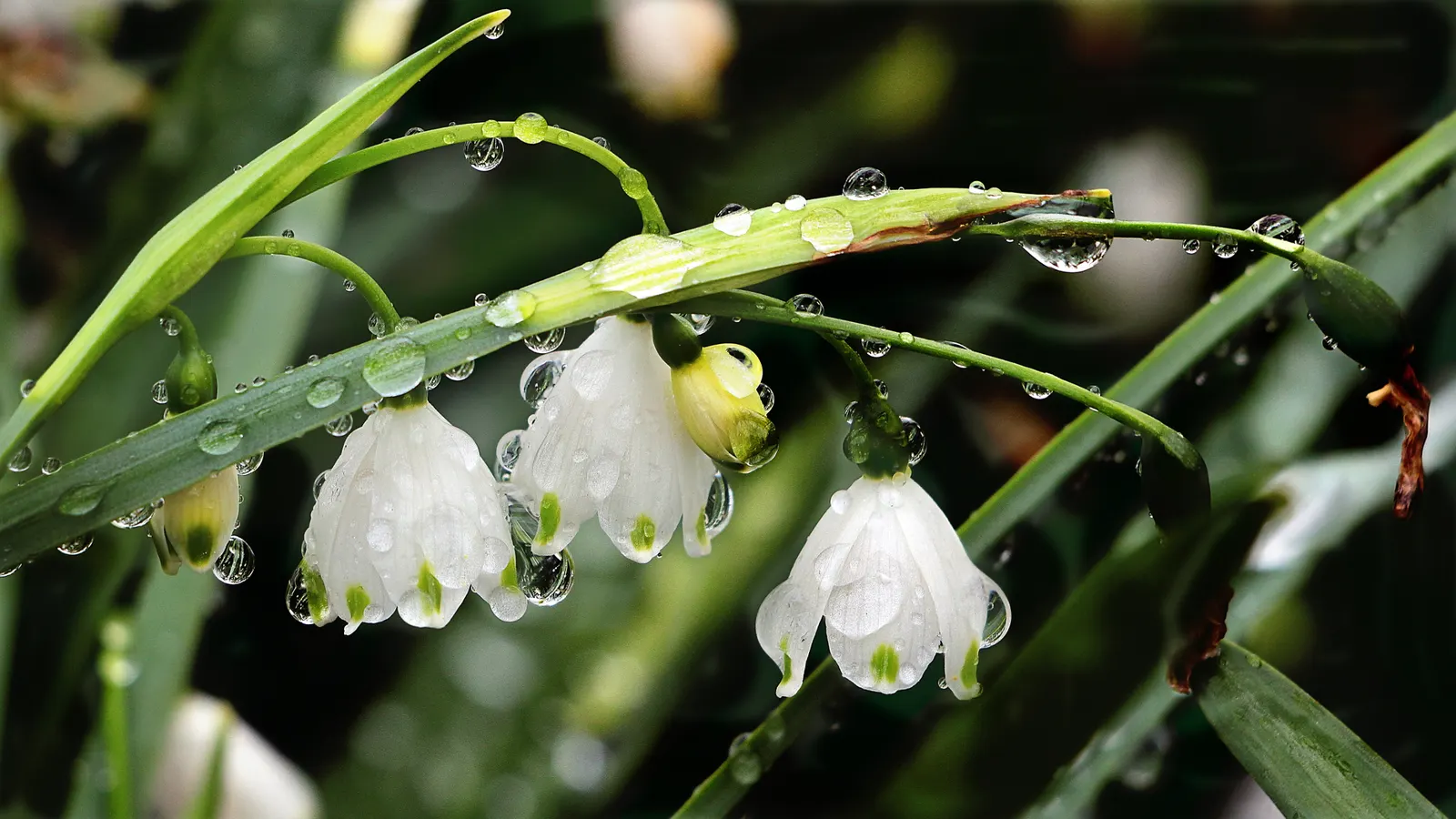 Snowflake Lilly (Leucojum Aestivum) — Flourishing in USDA hardiness zones 4 through 8; measuring 0.75 to 1 inch across
