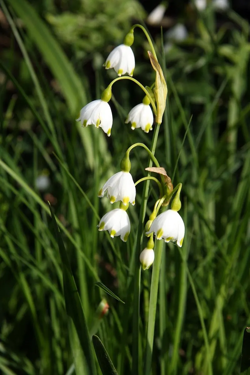 Snowflake Lilly (Leucojum Aestivum) — is a perennial bulbous plant that imbues charm and grace to any landscape; scientifically named Leucojum aestivum