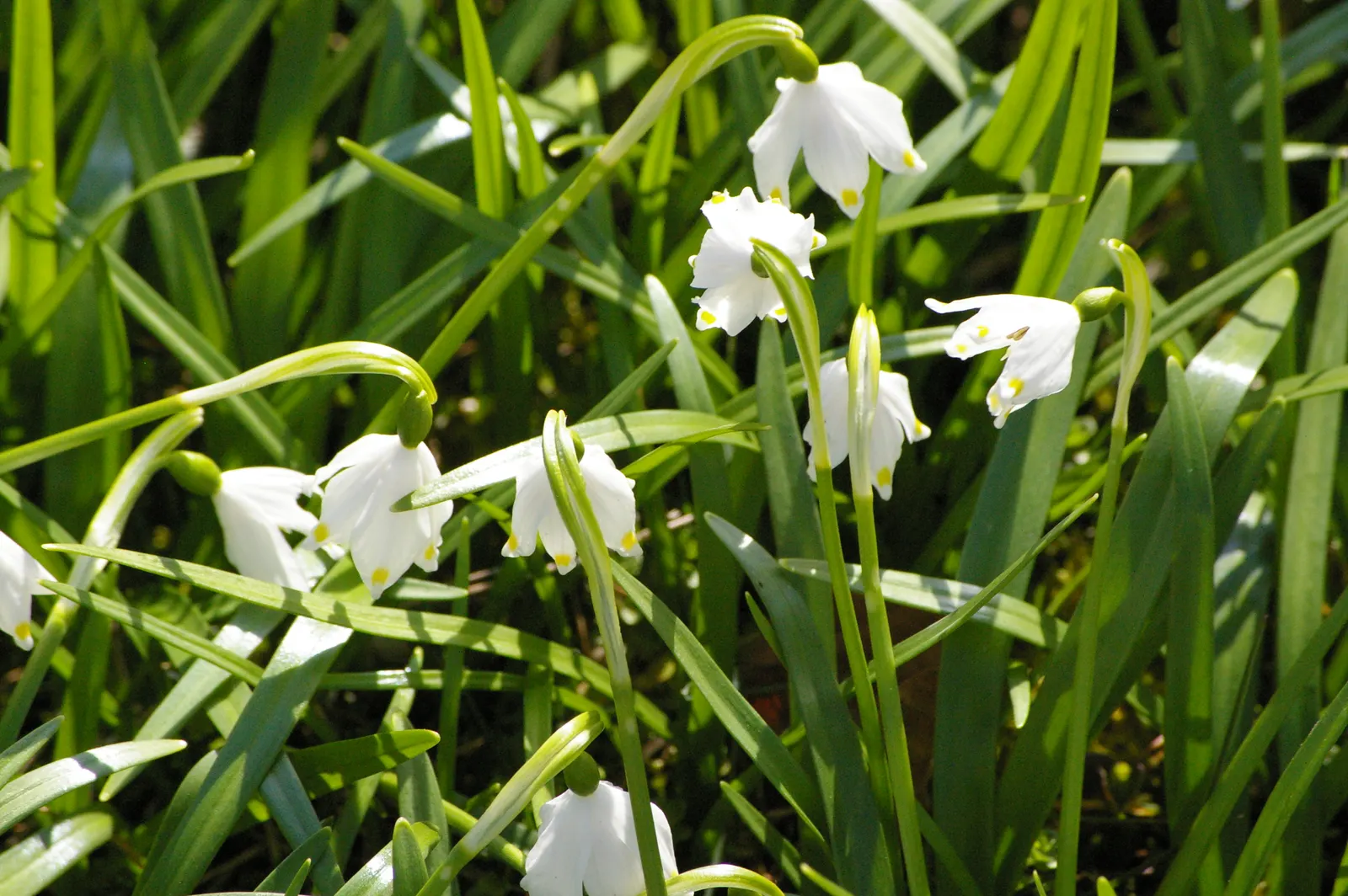 Snowflake Lilly (Leucojum Aestivum) — scientifically named Leucojum aestivum; is a charming bulbous perennial featuring bell-shaped