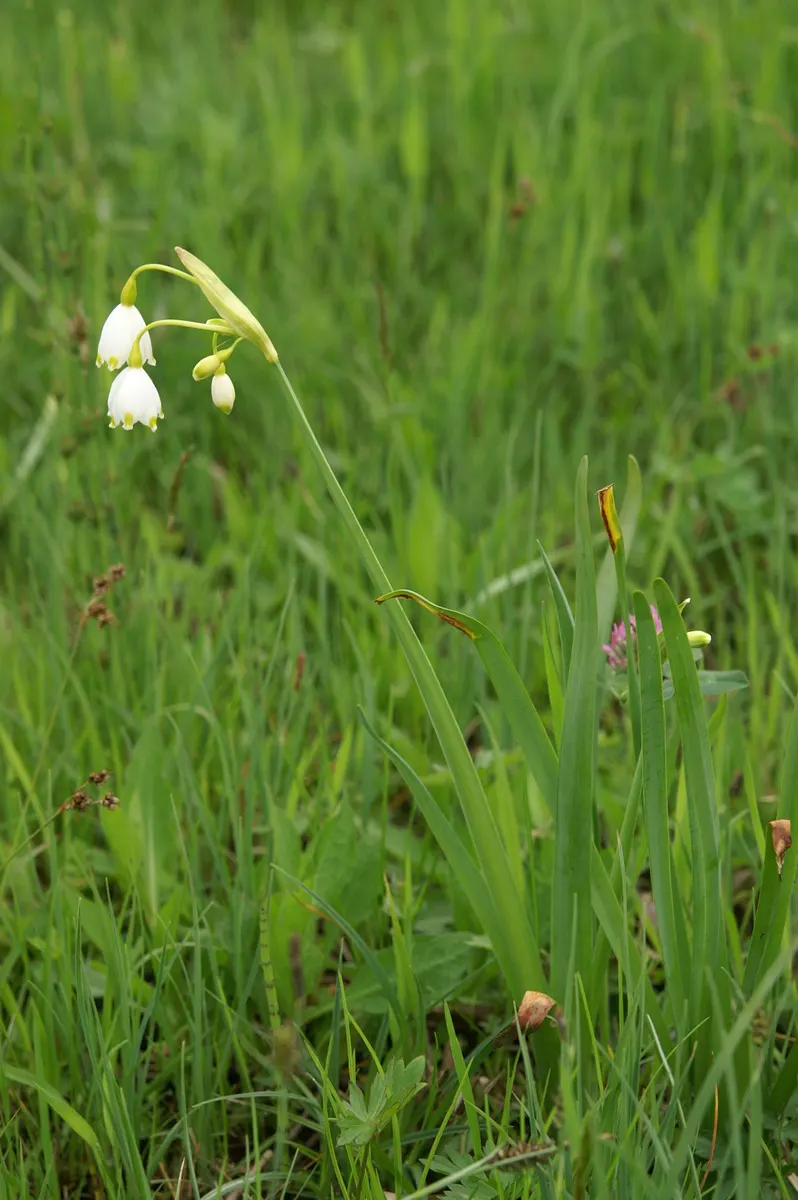 Snowflake Lilly (Leucojum Aestivum) — Ideal for borders, waterside plantings, and naturalized areas; maintenance is minimal, making it a delightful, easy-care