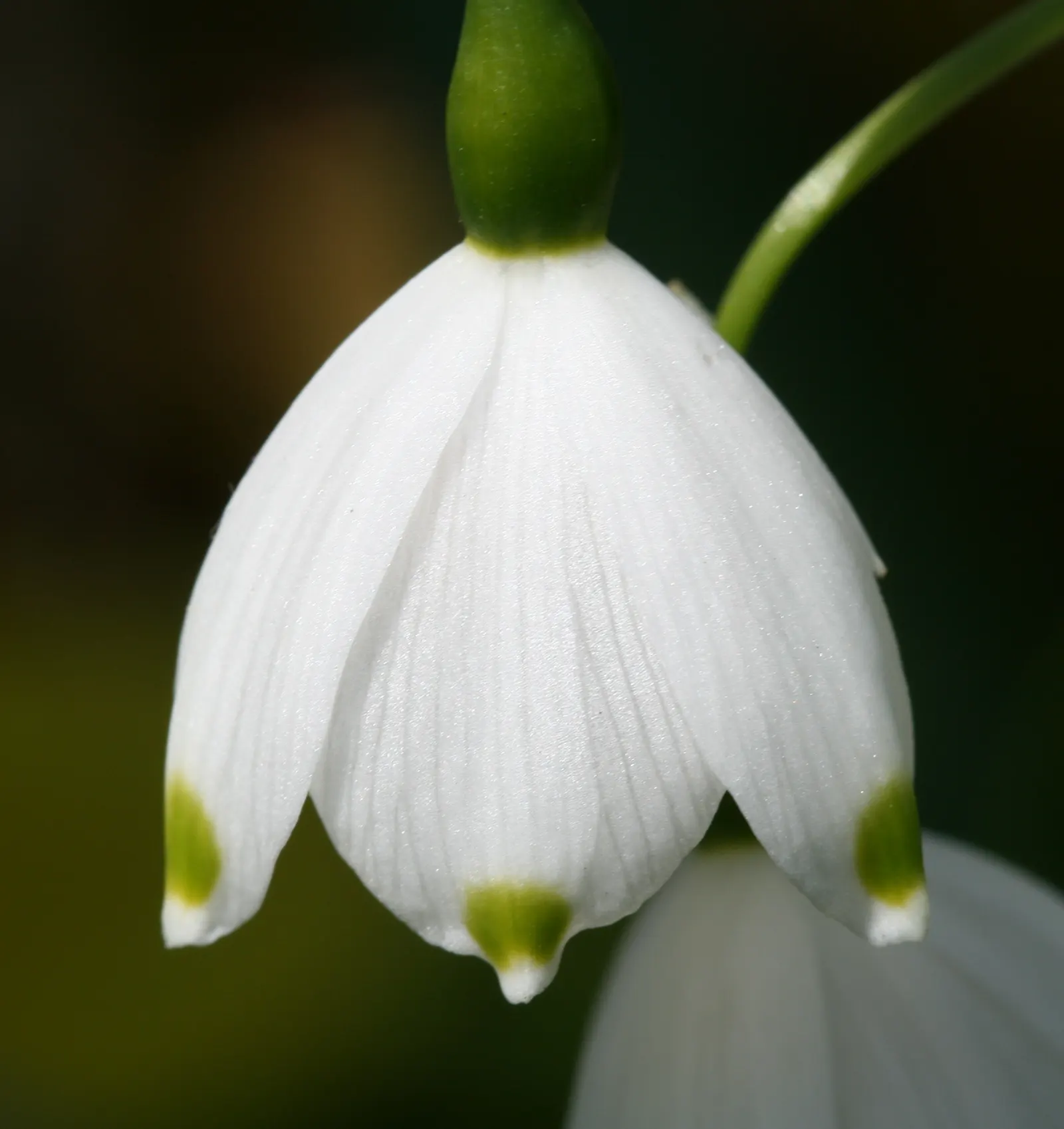 Snowflake Lilly (Leucojum Aestivum) — Thrives in full sun to partial shade and enjoys moist, well-drained soil