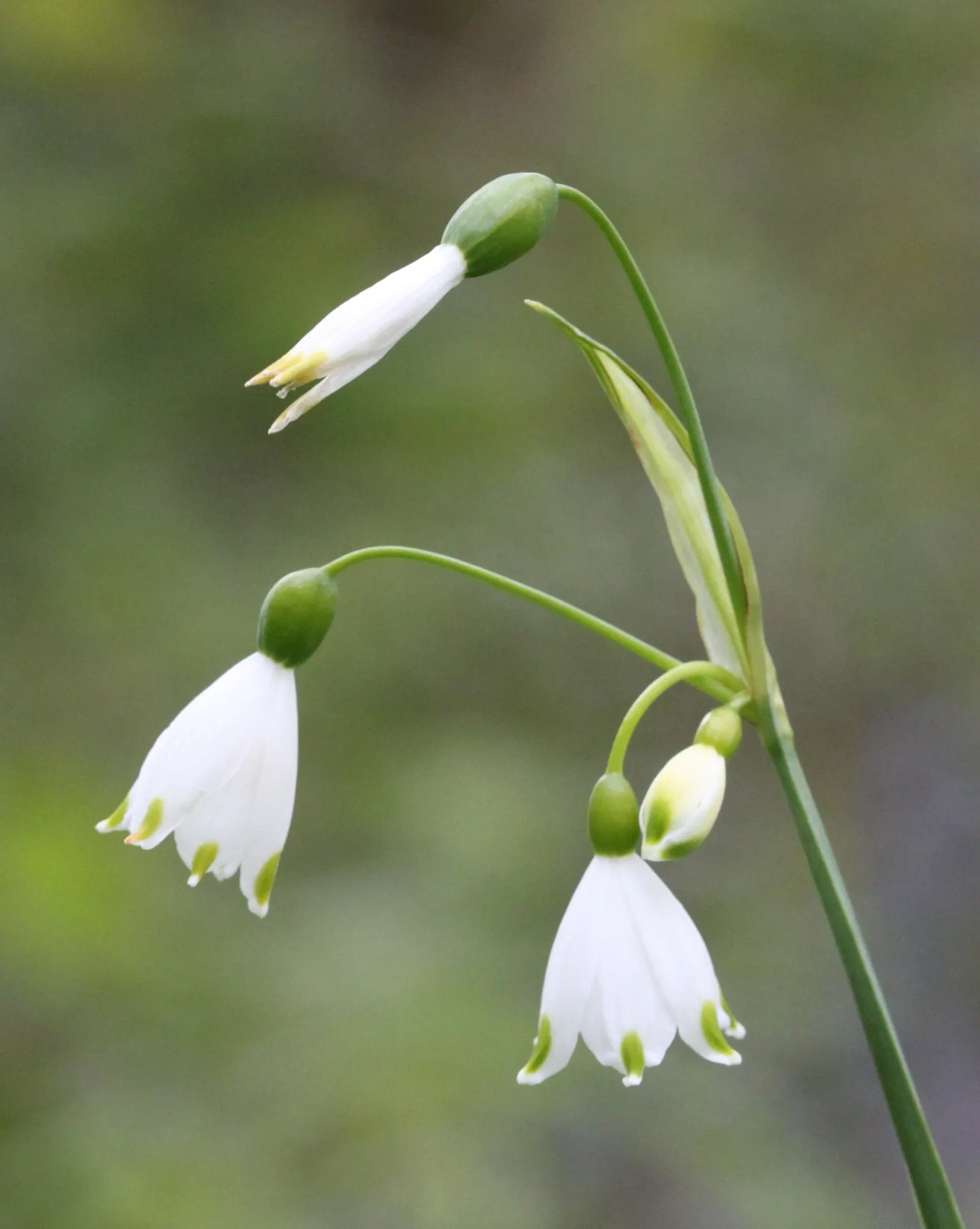 Snowflake Lilly (Leucojum Aestivum) — white flowers in the garden