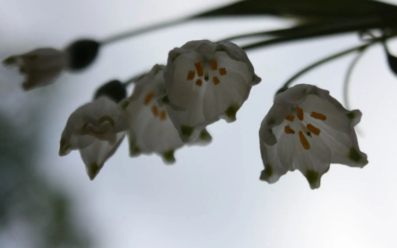 Snowflake Lilly (Leucojum Aestivum) — measuring 0.75 to 1 inch across; white flowers in the garden