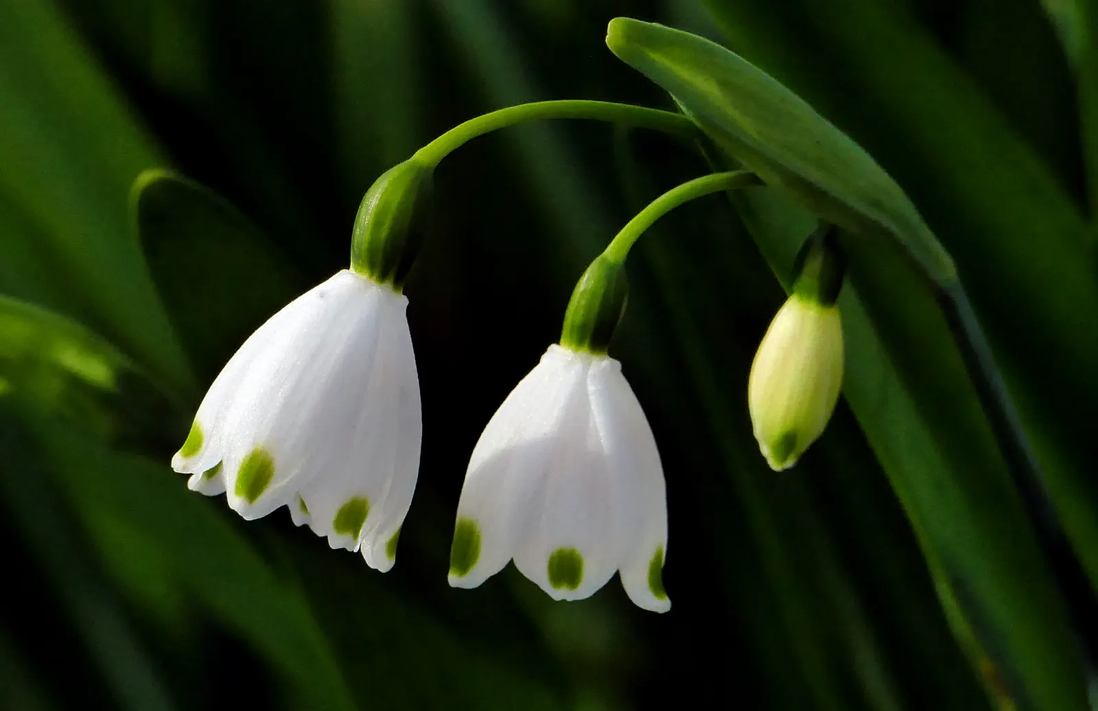 Snowflake Lilly (Leucojum Aestivum) — The elegant Snowflake Lily; they are ideally situated along borders, in woodland gardens, or naturalized in grassy areas