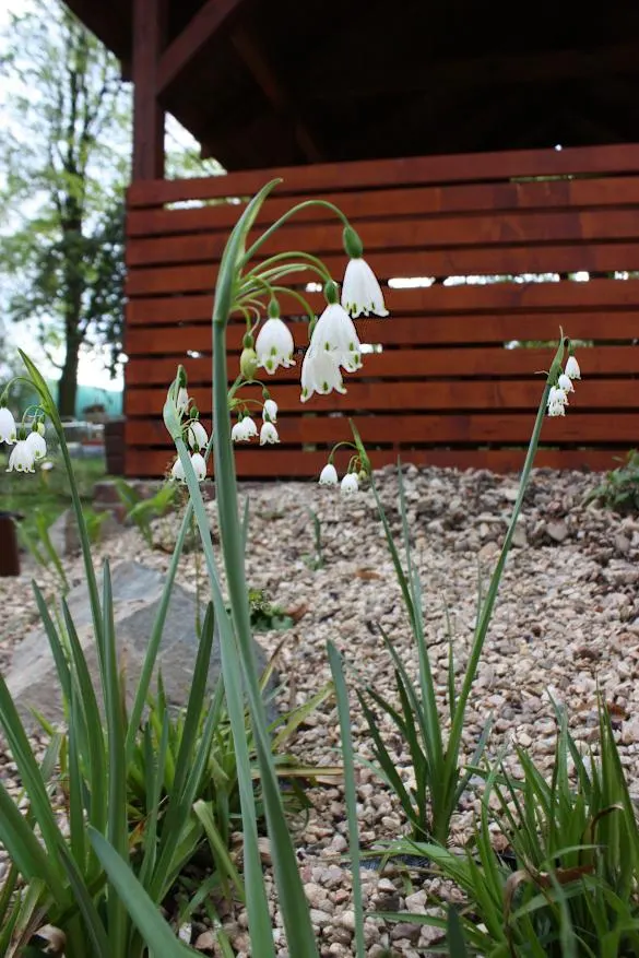 Snowflake Lilly (Leucojum Aestivum) — Typically blooming in spring, it reaches a height of 12-18 inches, with a spread of 3-6 inches; typically, image 55
