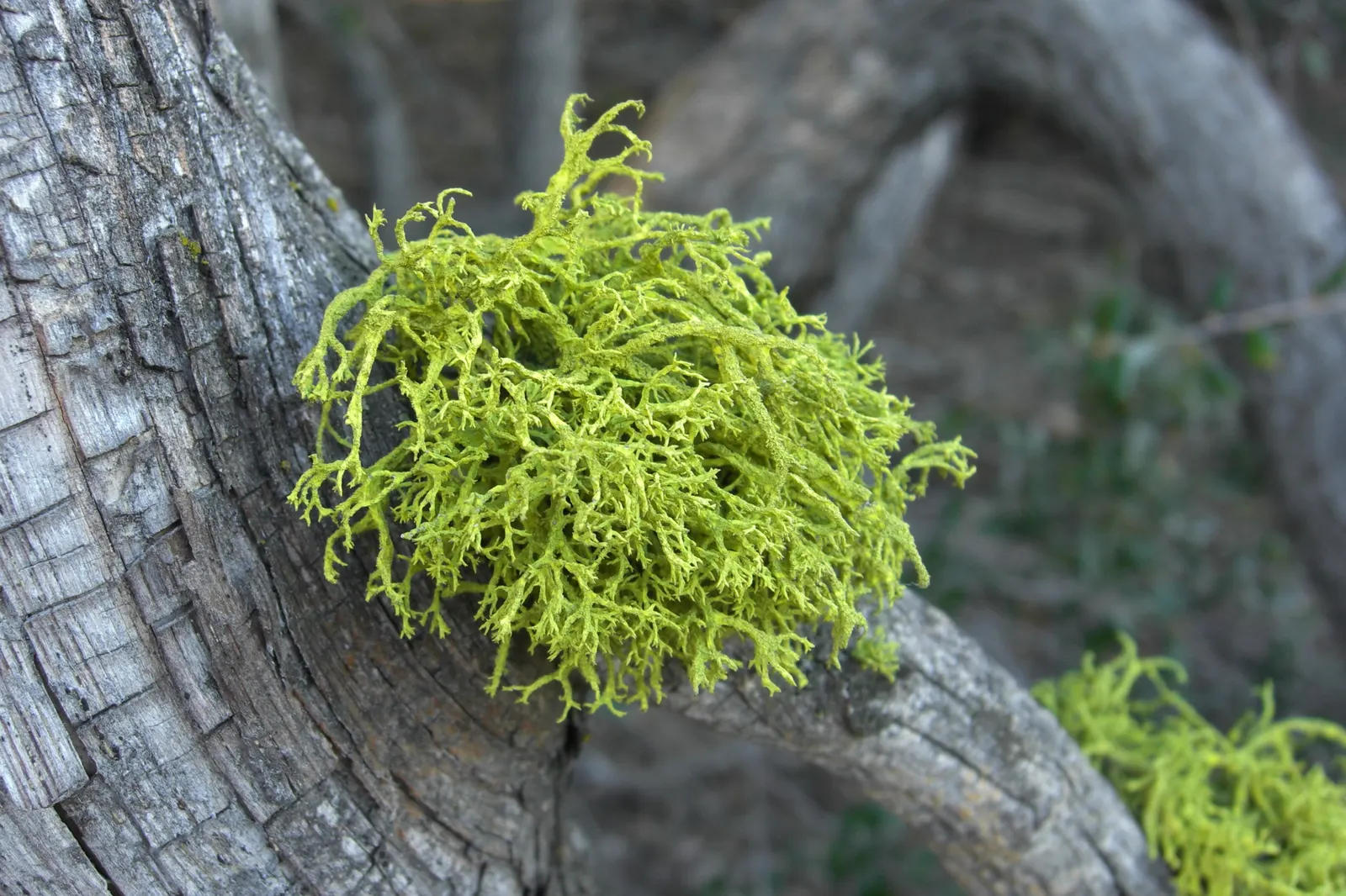 Big Cone Douglas Fir (Pseudotsuga Macrocarpa) — Adaptable to various soils, it requires well-drained sites and full sun
