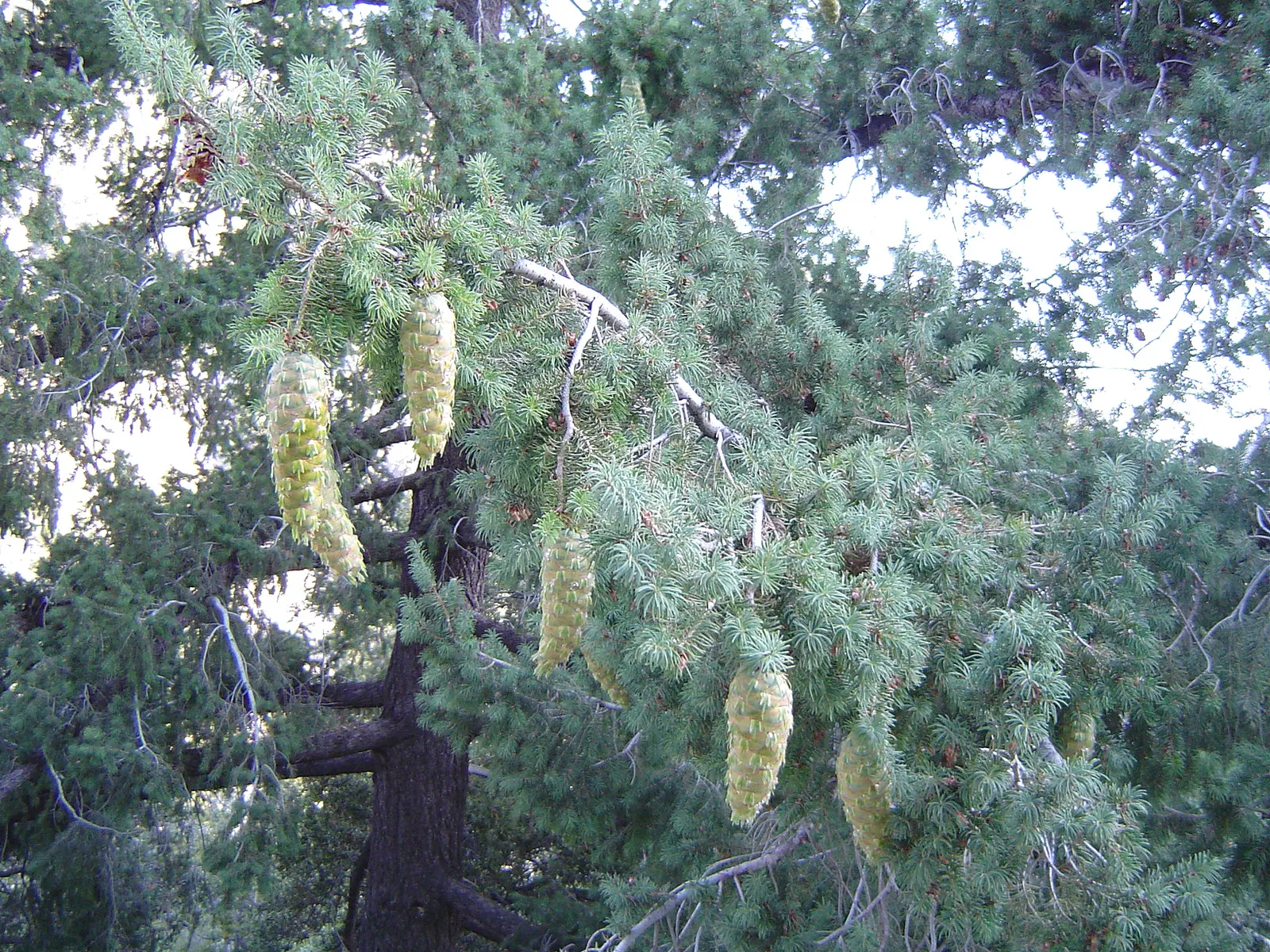 Big Cone Douglas Fir (Pseudotsuga Macrocarpa) — This robust tree reaches up to 90 feet tall with a spread of 20 feet
