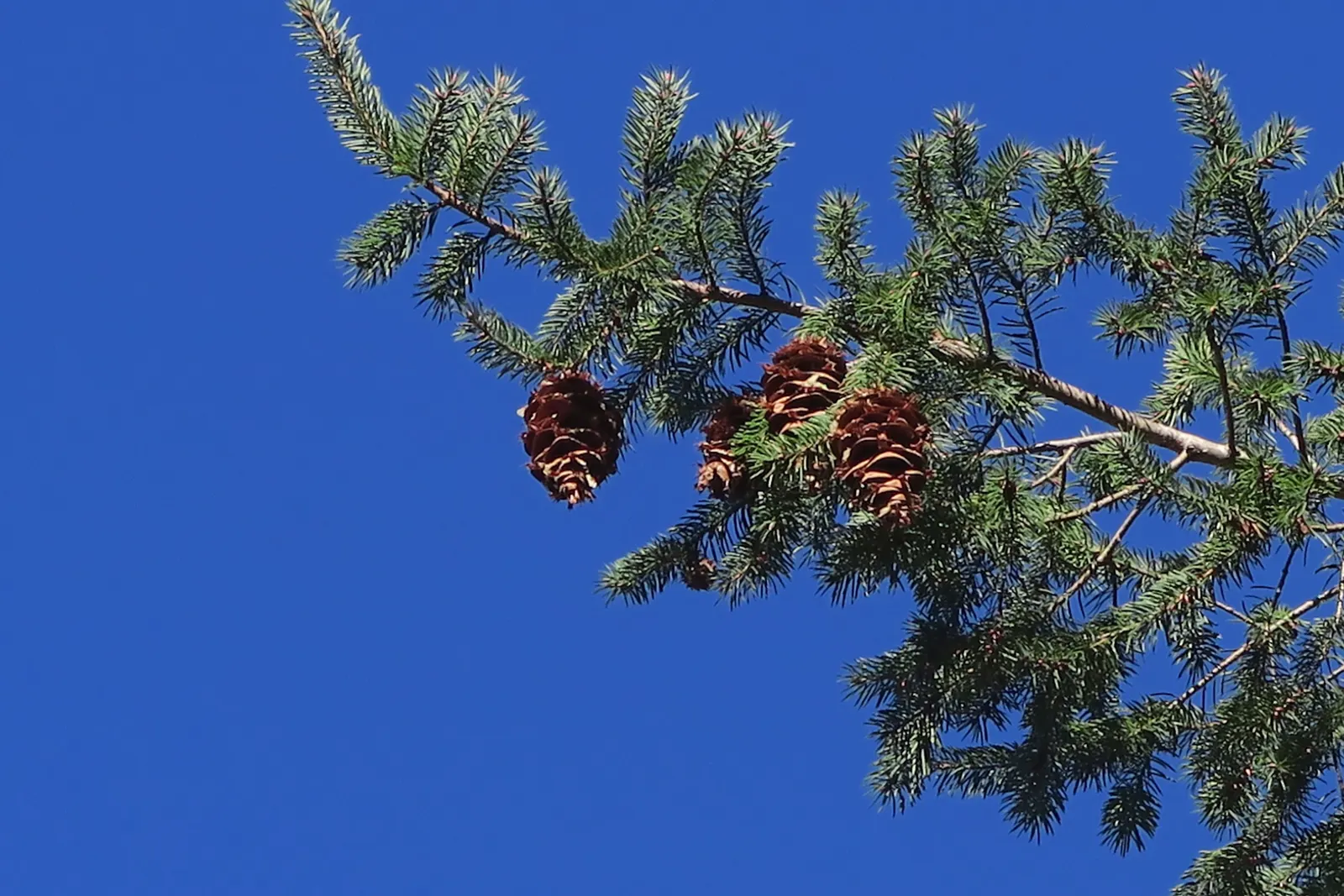 Big Cone Douglas Fir (Pseudotsuga Macrocarpa) — It features dense, blue-green needles and remarkably large cones, often up to 8 inches long