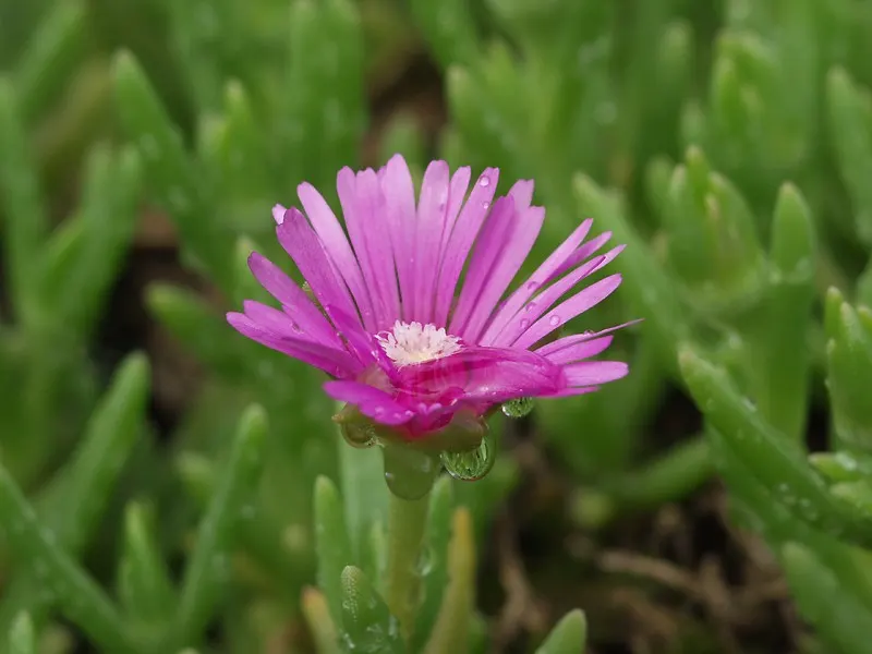 Trailing Ice Plant (Lampranthus Spectabilis) — The Trailing Ice Plant, Lampranthus spectabilis, is a vibrant, drought-tolerant succulent