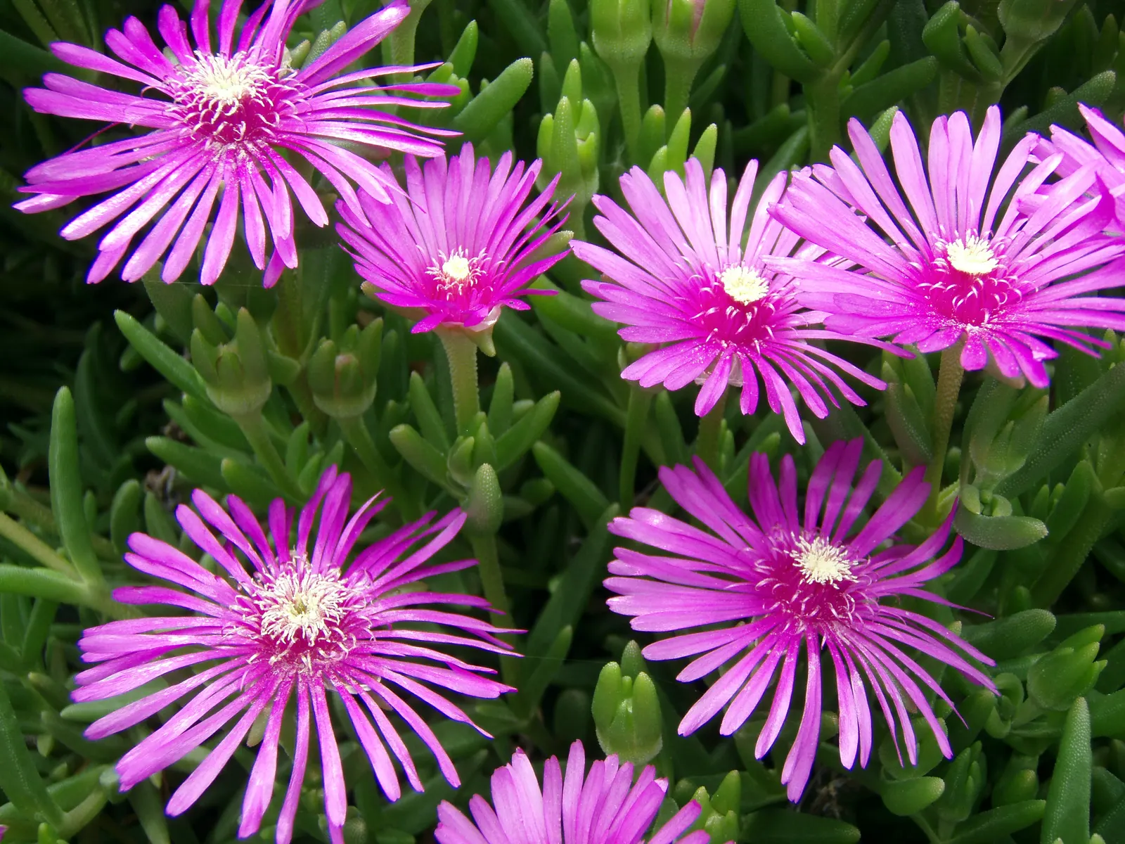 Trailing Ice Plant (Lampranthus Spectabilis) — Also noteworthy is its capability to stabilize slopes with its spreading habit