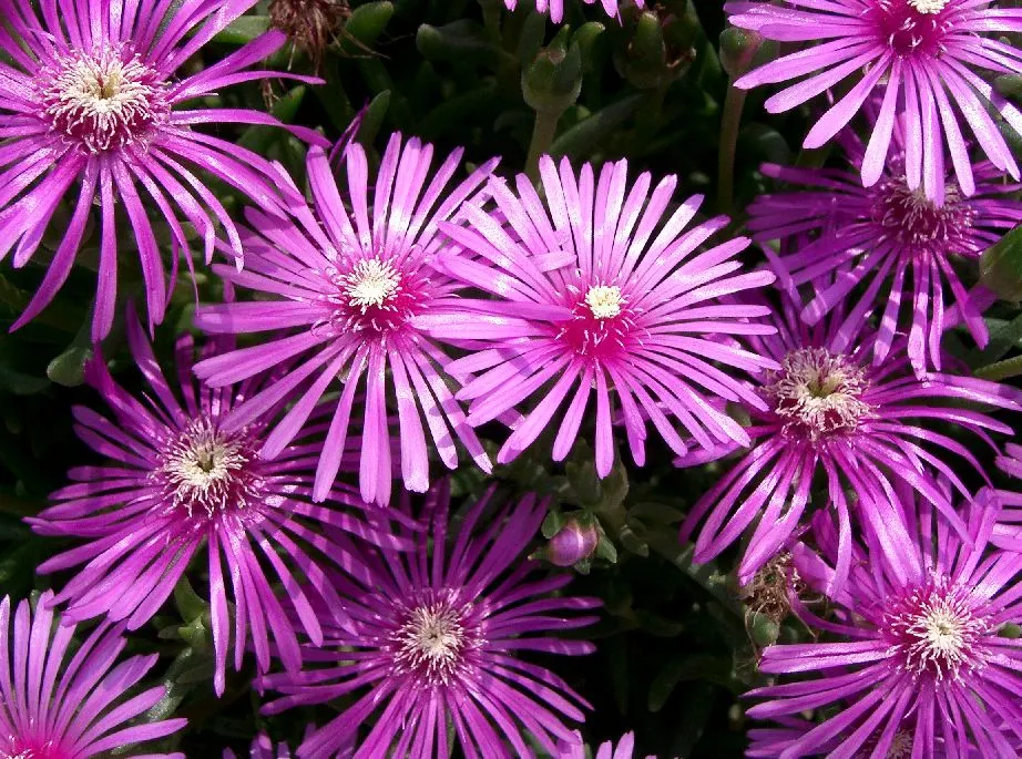 Trailing Ice Plant (Lampranthus Spectabilis) — blooming in the spring and summer months