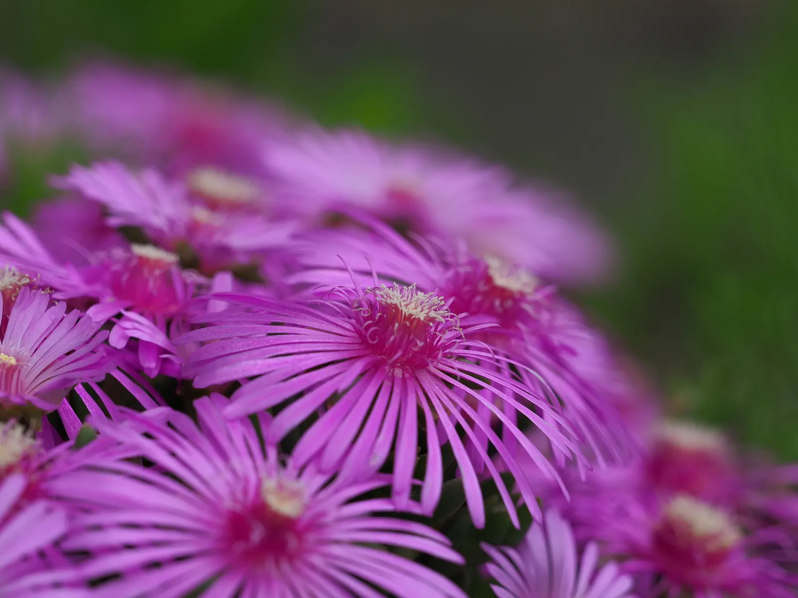 Trailing Ice Plant (Lampranthus Spectabilis) — succulent for full or half