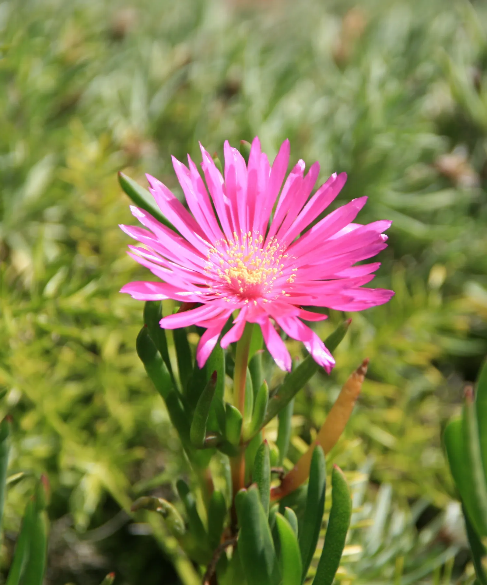 Trailing Ice Plant (Lampranthus Spectabilis) — with daisy-like flowers in hot pink