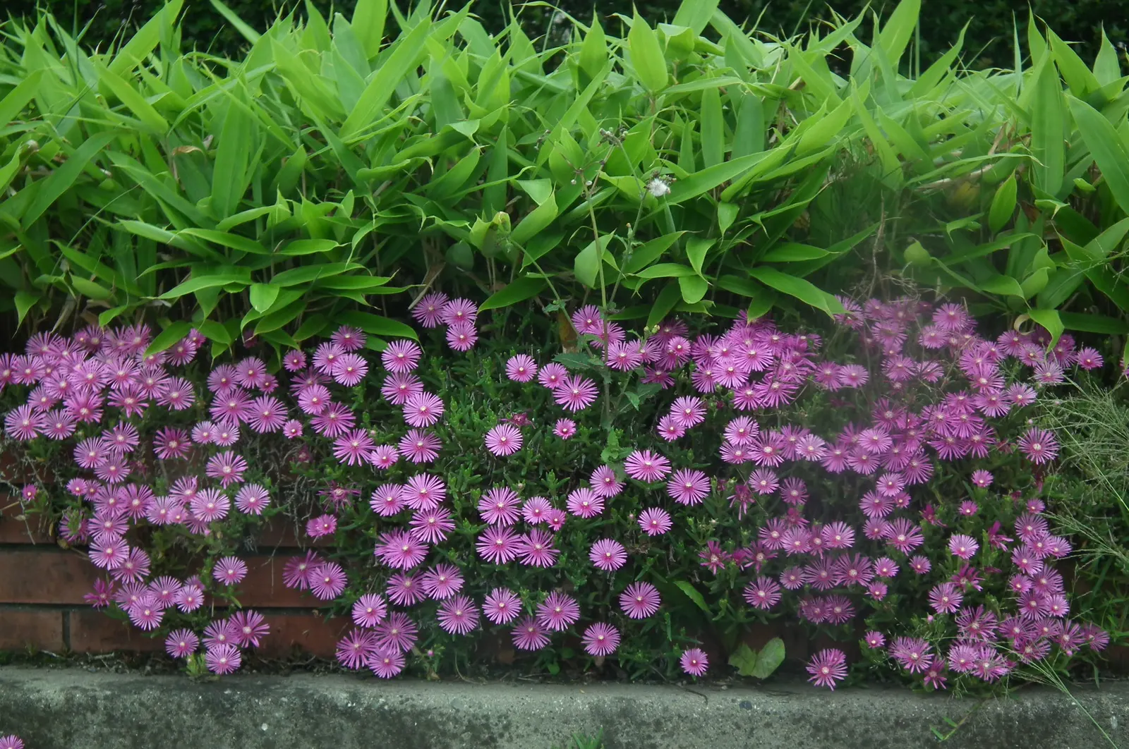 Trailing Ice Plant (Lampranthus Spectabilis) — the Trailing Ice Plant is an excellent choice