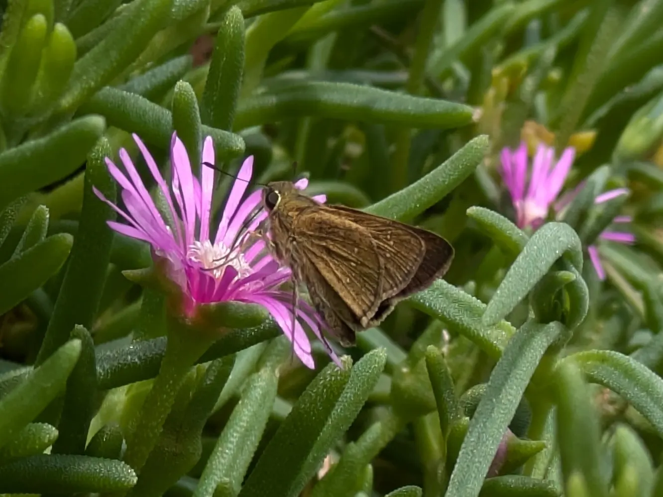 Trailing Ice Plant (Lampranthus Spectabilis) — Its sprawling stems reach 2 feet