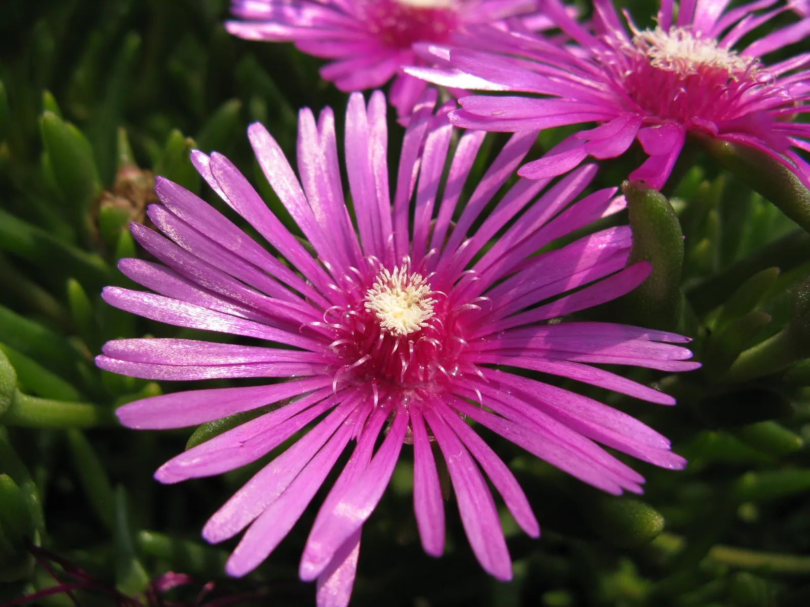 Trailing Ice Plant (Lampranthus Spectabilis) — Ideal for rock gardens, this sun-loving groundcover requires well-draining soil
