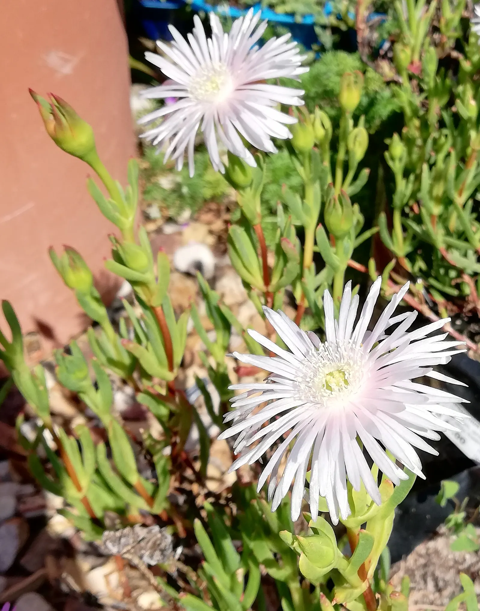 Trailing Ice Plant (Lampranthus Spectabilis) — commonly bright magenta-pink
