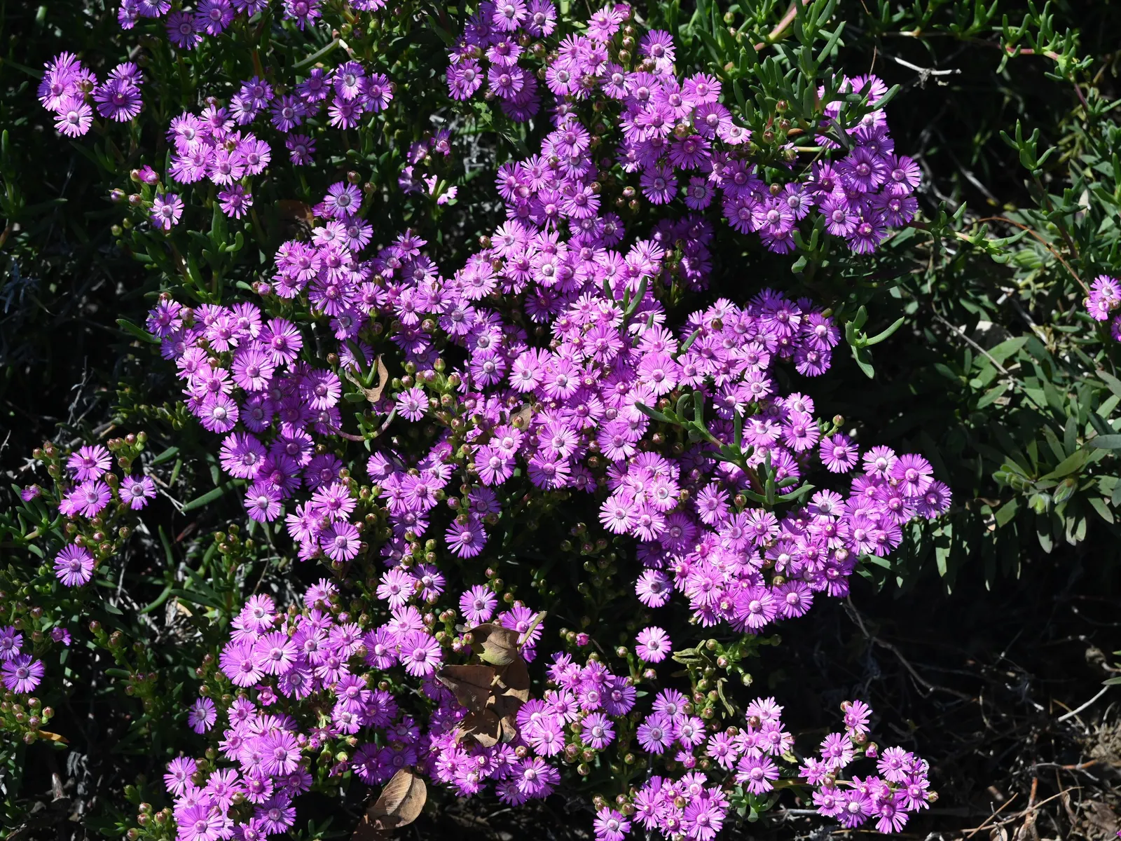 Trailing Ice Plant (Lampranthus Spectabilis) — The flowers exhibit a range of hues