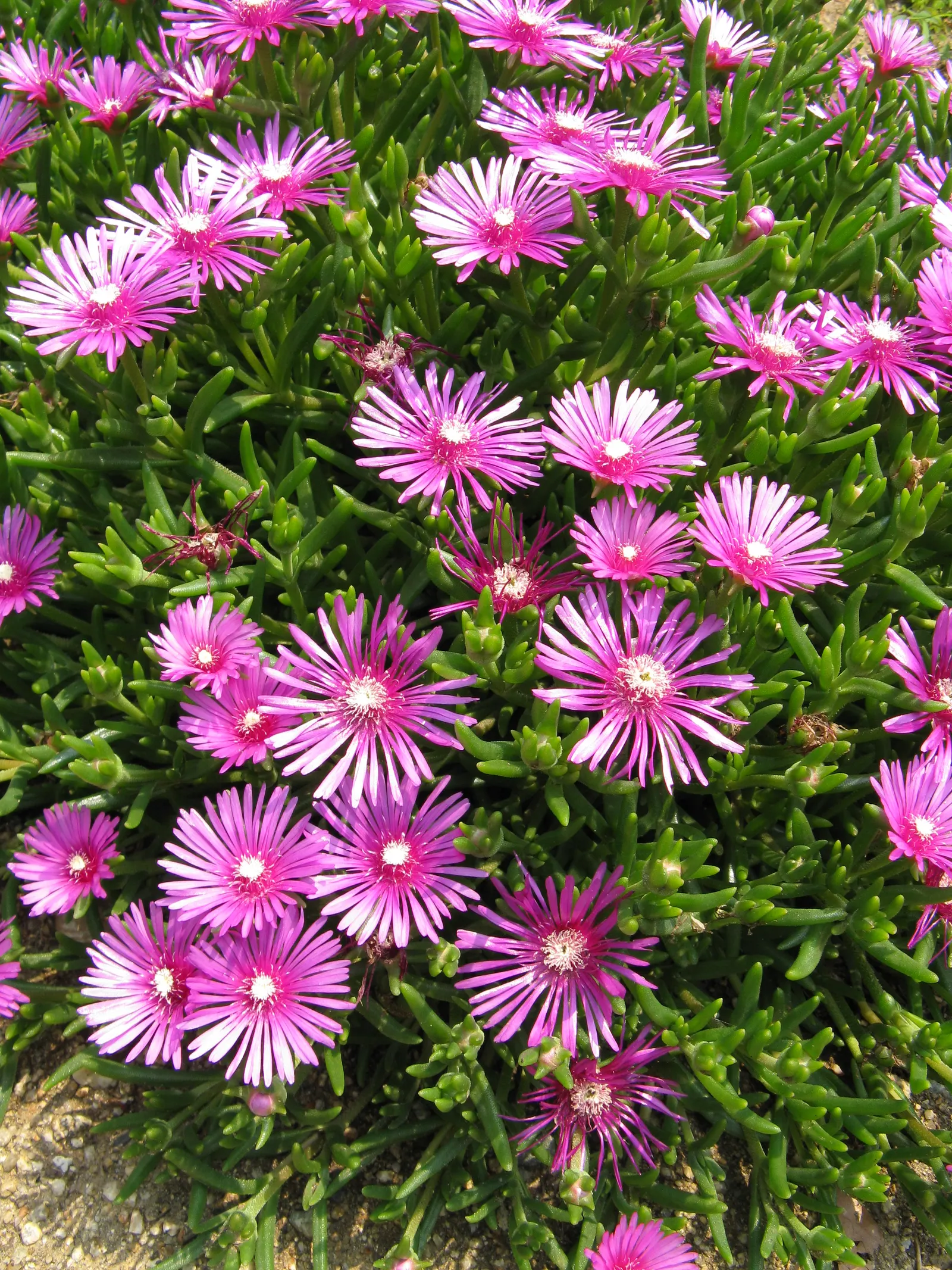 Trailing Ice Plant (Lampranthus Spectabilis) — Fleshy, bright green leaves grow up to 2 inches long