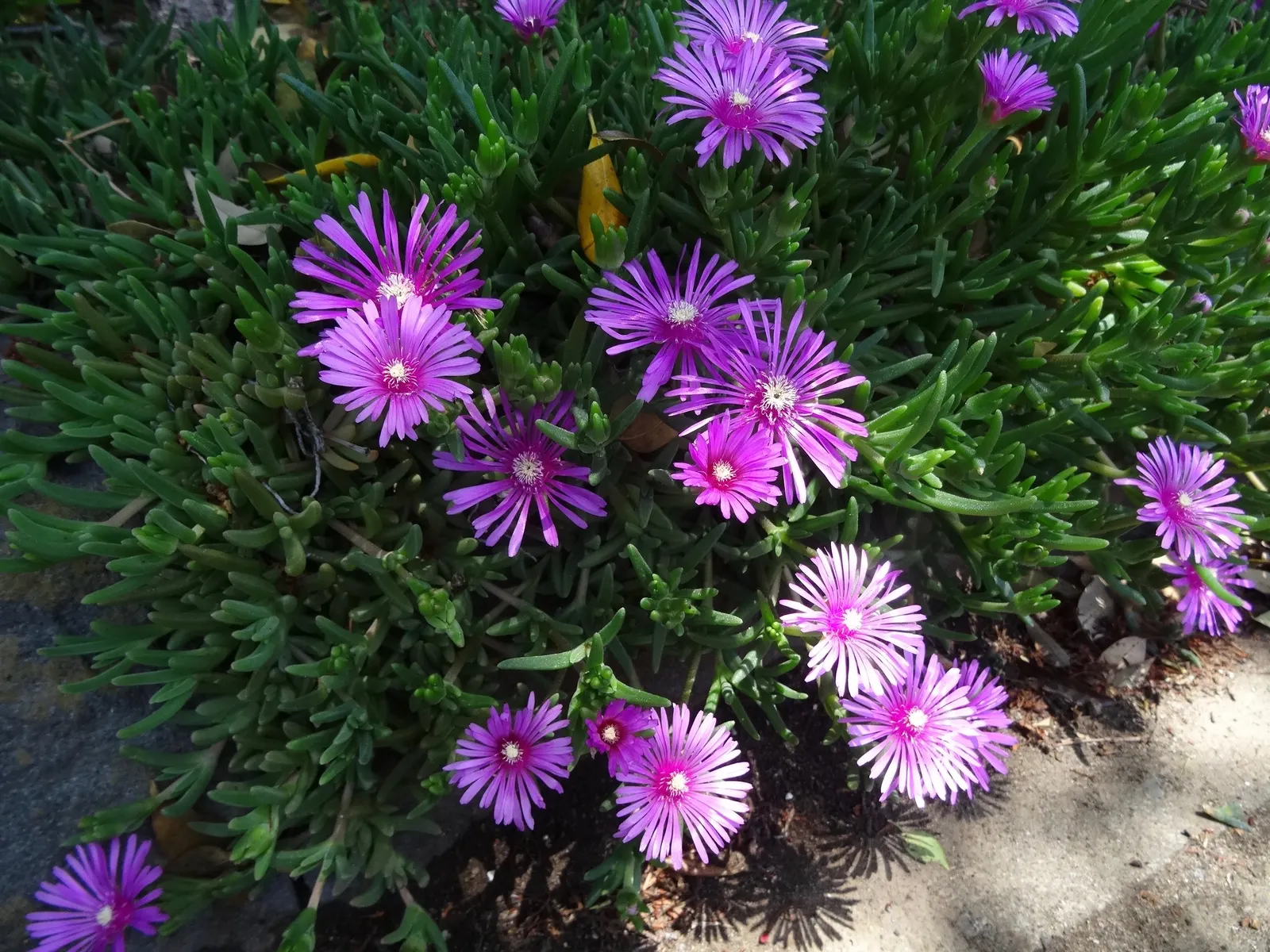 Trailing Ice Plant (Lampranthus Spectabilis) — succulent with multi-colored and pink and purple and white blooms
