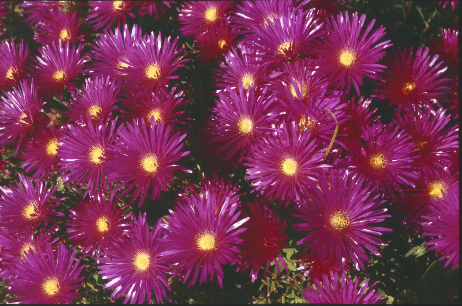 Trailing Ice Plant (Lampranthus Spectabilis) — Hardy to 20-25&deg;F, it adds striking color and textural contrast to xeriscapes