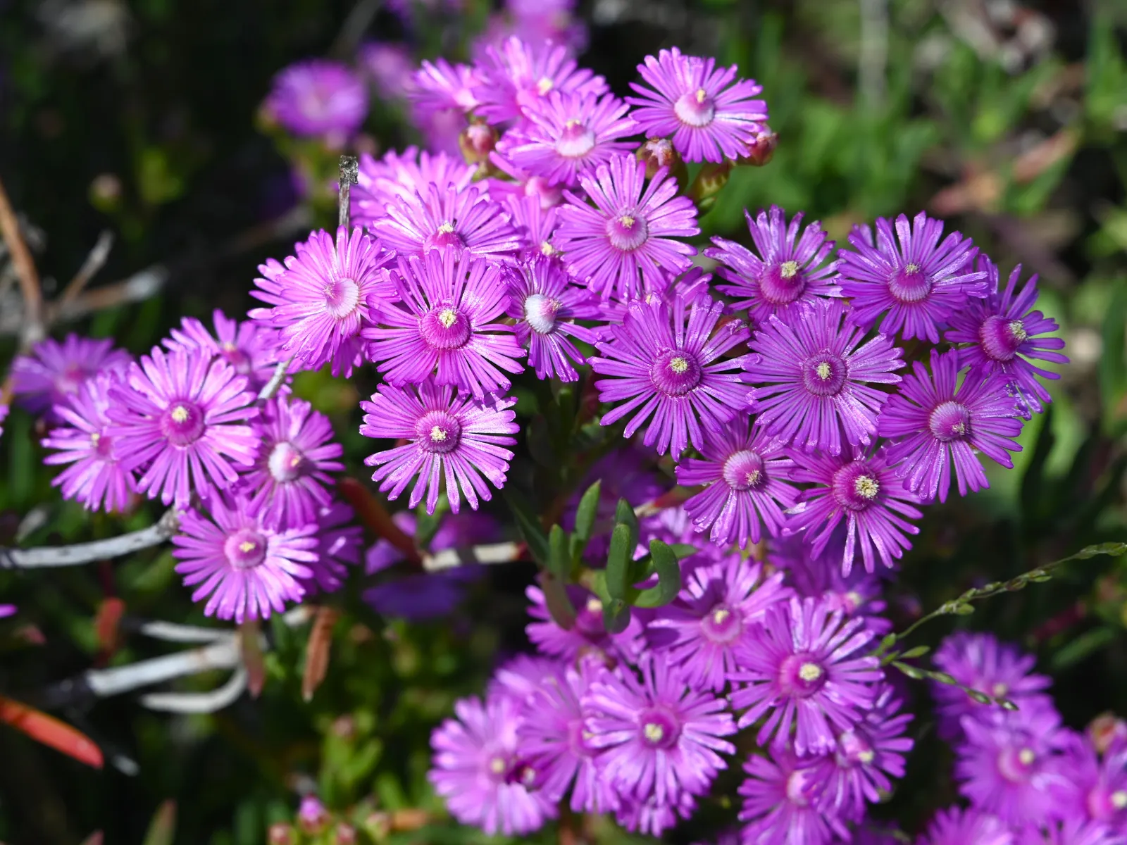 Trailing Ice Plant (Lampranthus Spectabilis) — each spanning 2 to 3 inches across