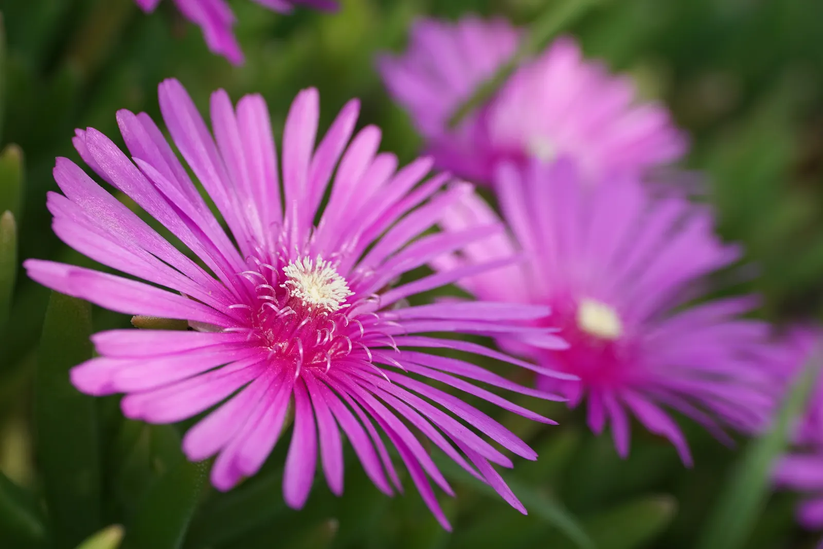 Trailing Ice Plant (Lampranthus Spectabilis) — that intensify under full sunlight