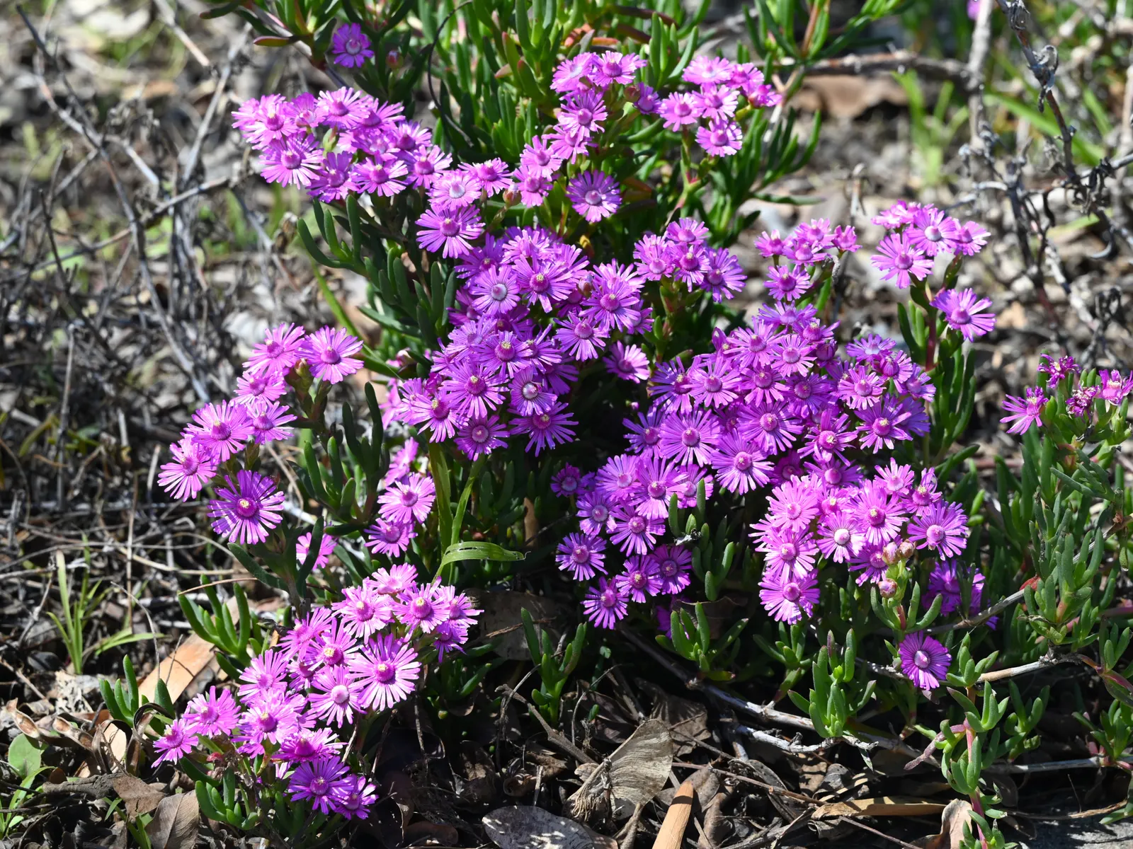 Trailing Ice Plant (Lampranthus Spectabilis) — Lampranthus spectabilis bursts into bloom with a profusion of iridescent daisy-like flowers
