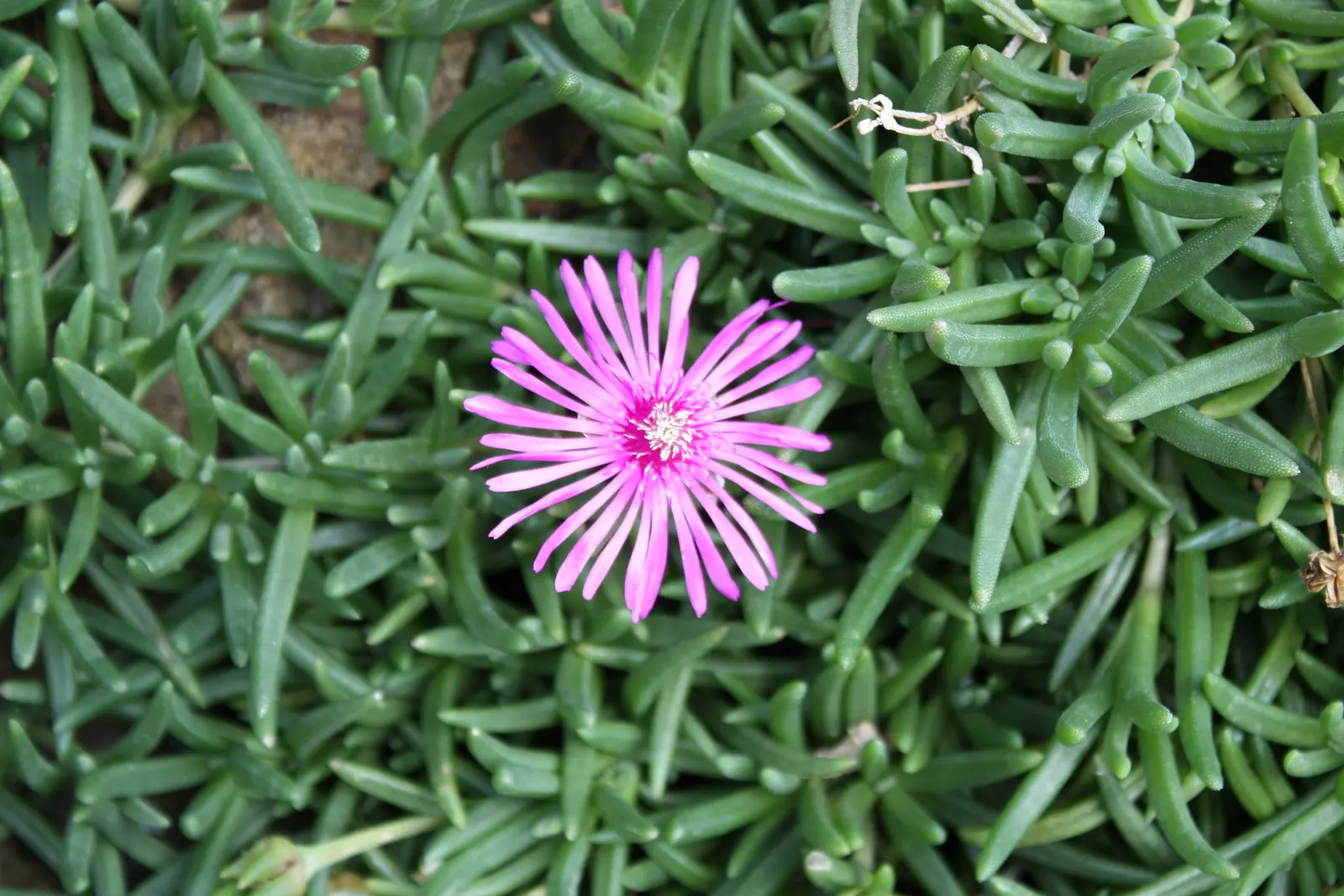 Trailing Ice Plant (Lampranthus Spectabilis) — making it an excellent ground cover choice for those sunny
