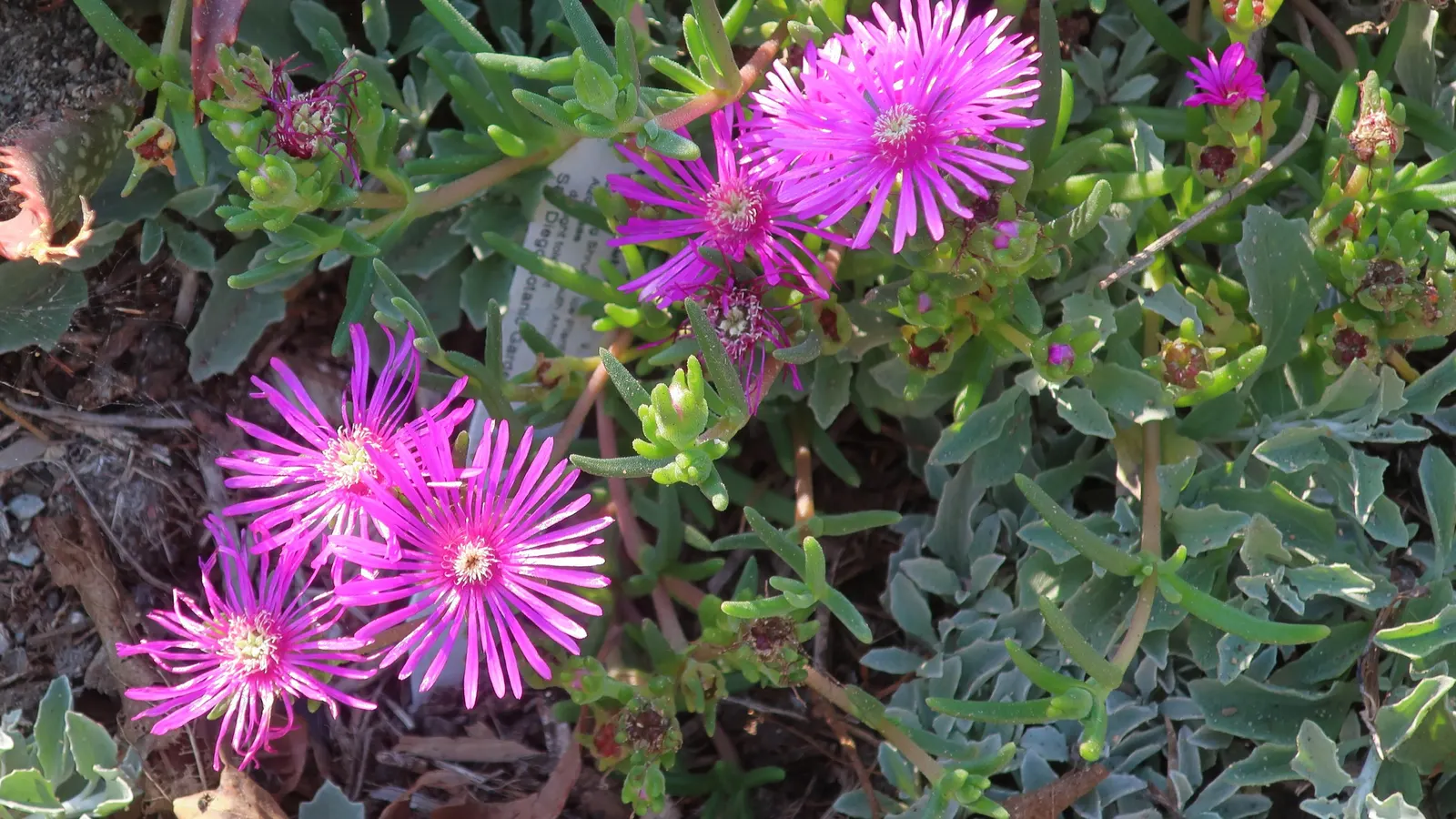 Trailing Ice Plant (Lampranthus Spectabilis) — Its sprawling stems reach 2 feet; this succulent reaches about 6 inches in height and spreads outwards up to 24