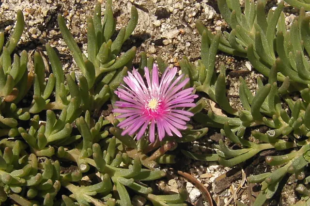 Trailing Ice Plant (Lampranthus Spectabilis) — it requires well-drained soil to prevent root rot.<br><br>Come spring and into summer