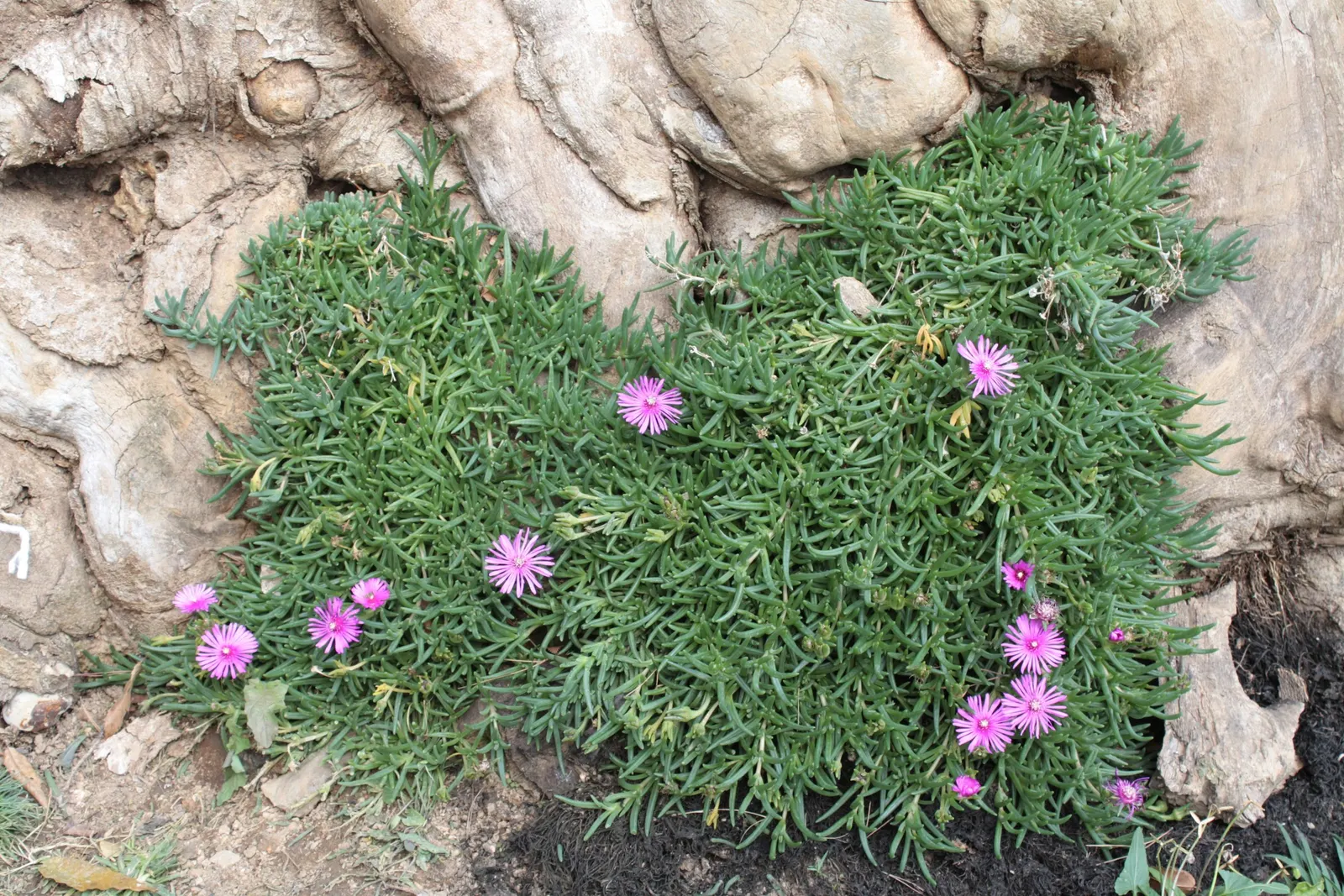 Trailing Ice Plant (Lampranthus Spectabilis) — that while it tolerates dry soil