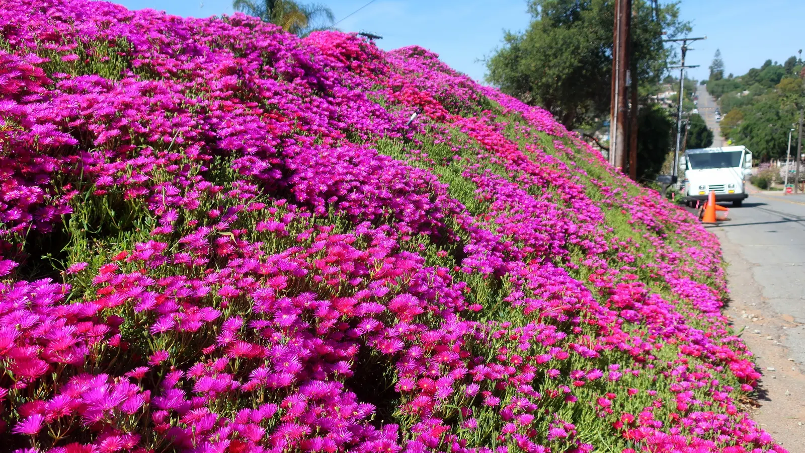 Trailing Ice Plant (Lampranthus Spectabilis) — with daisy-like flowers in hot pink; lampranthus spectabilis bursts into bloom with a profusion of iridescent