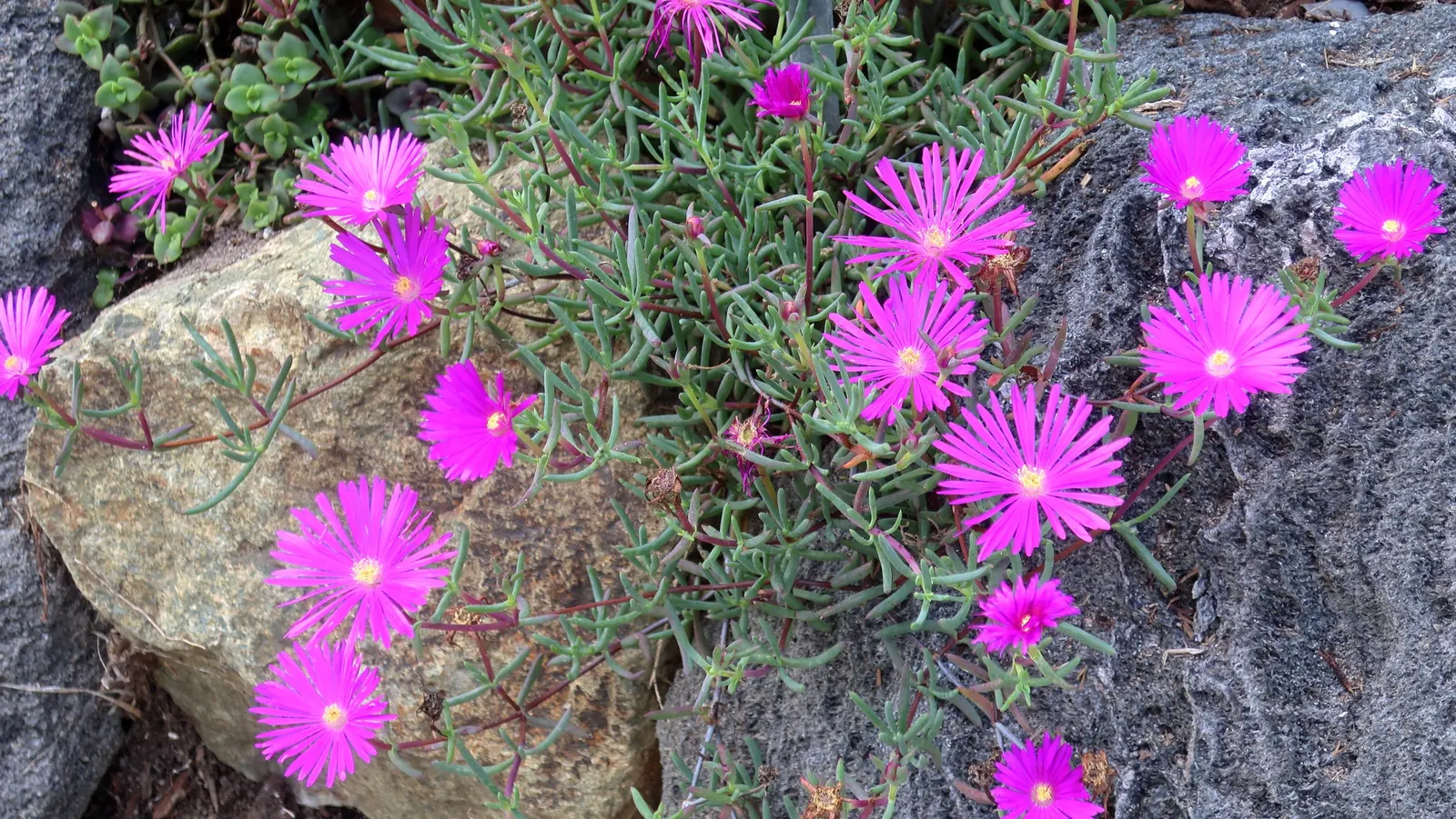 Trailing Ice Plant (Lampranthus Spectabilis) — low-growing evergreen perennial