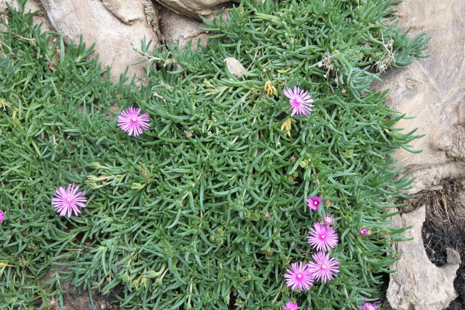 Trailing Ice Plant (Lampranthus Spectabilis) — typically about 1 to 2 inches long