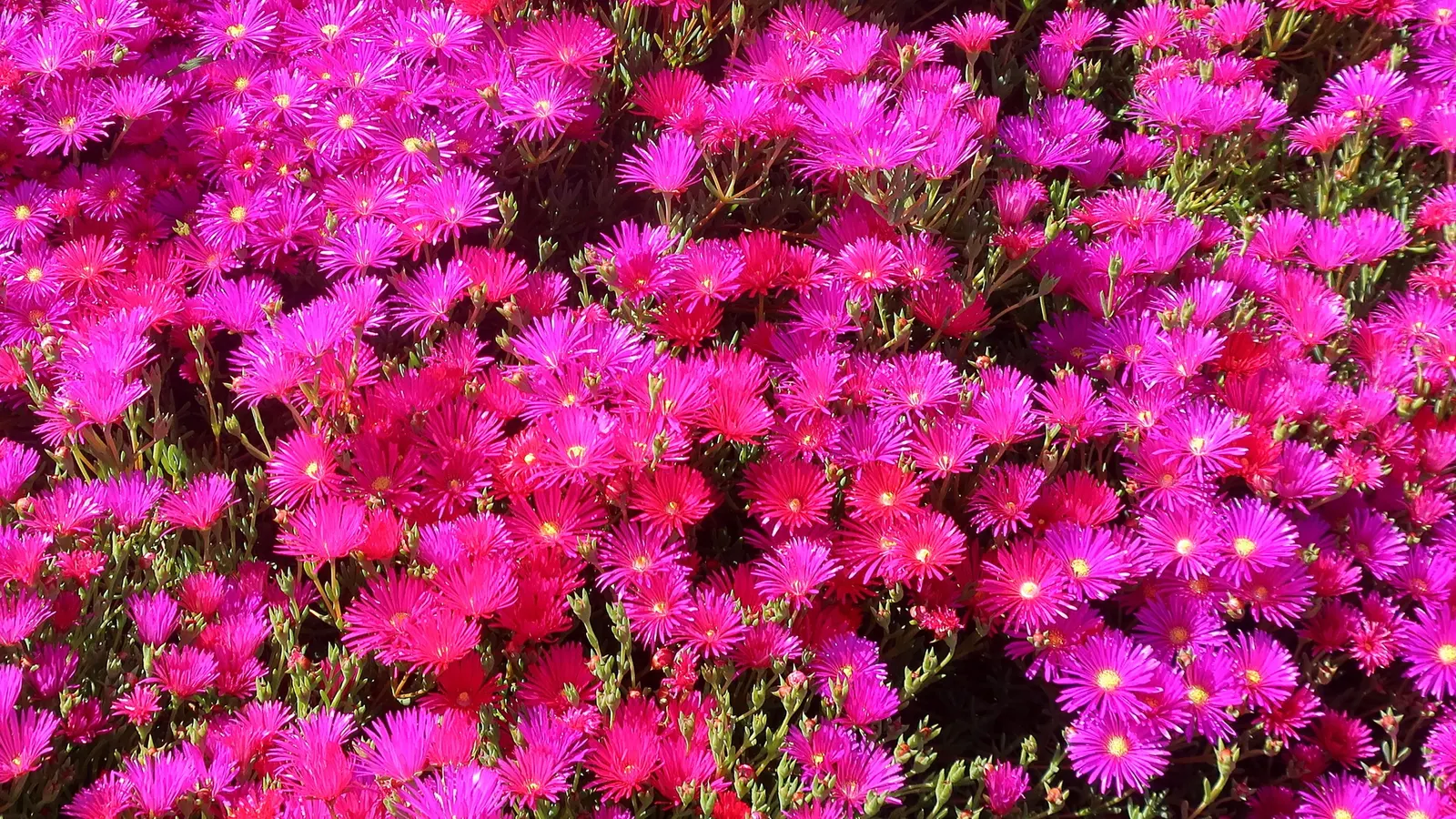 Trailing Ice Plant (Lampranthus Spectabilis) — which adds a splash of brilliant color to any landscape design