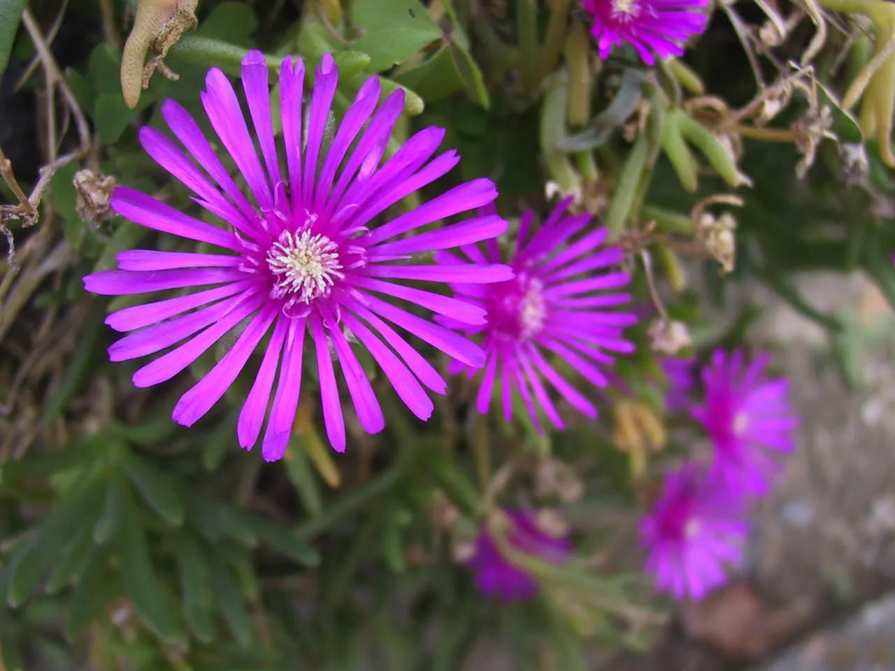 Trailing Ice Plant (Lampranthus Spectabilis) — that retain moisture efficiently