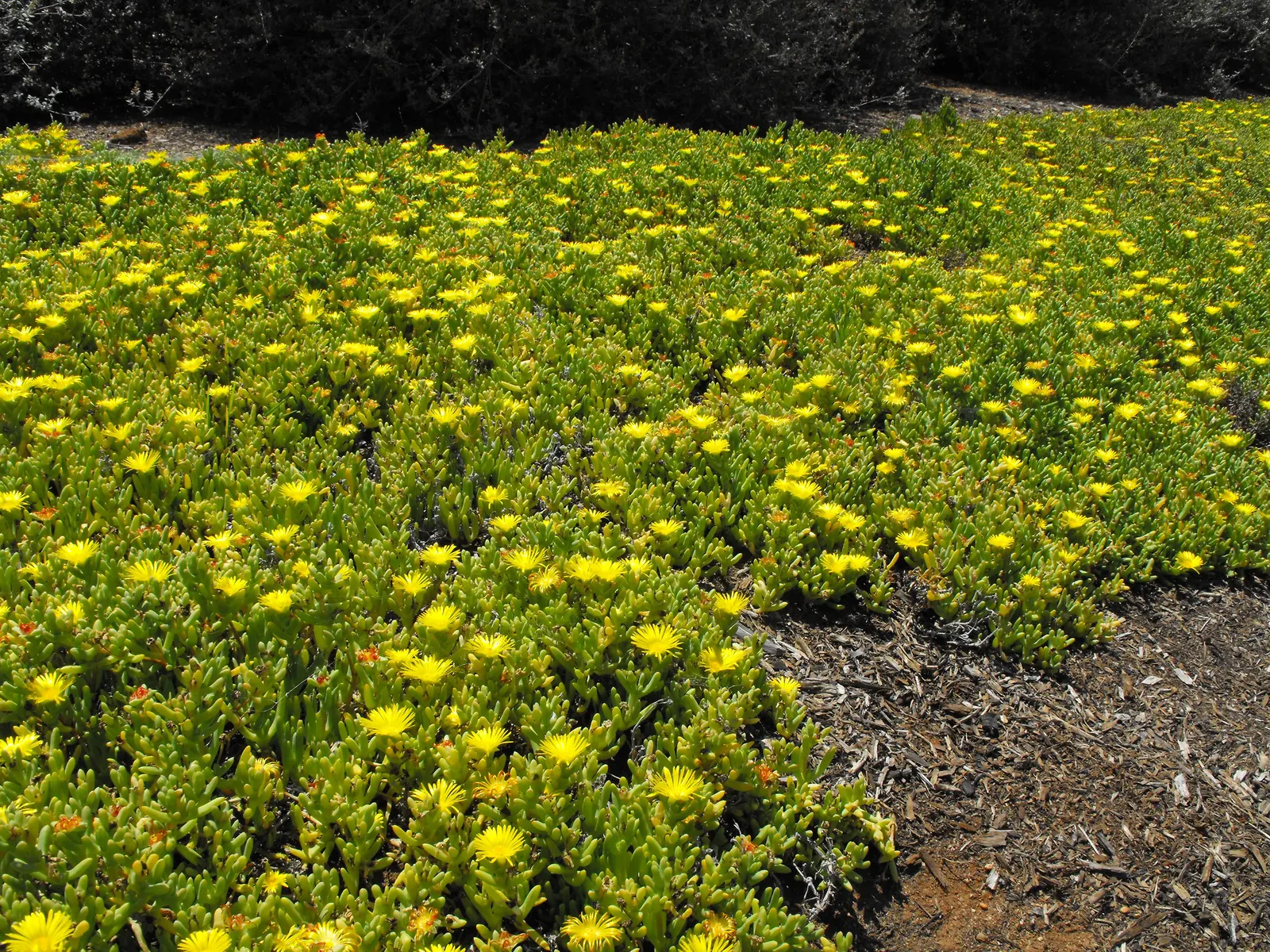 Trailing Ice Plant (Lampranthus Spectabilis) — thus it can be a functional element in managing erosion while providing a stunning visual effect