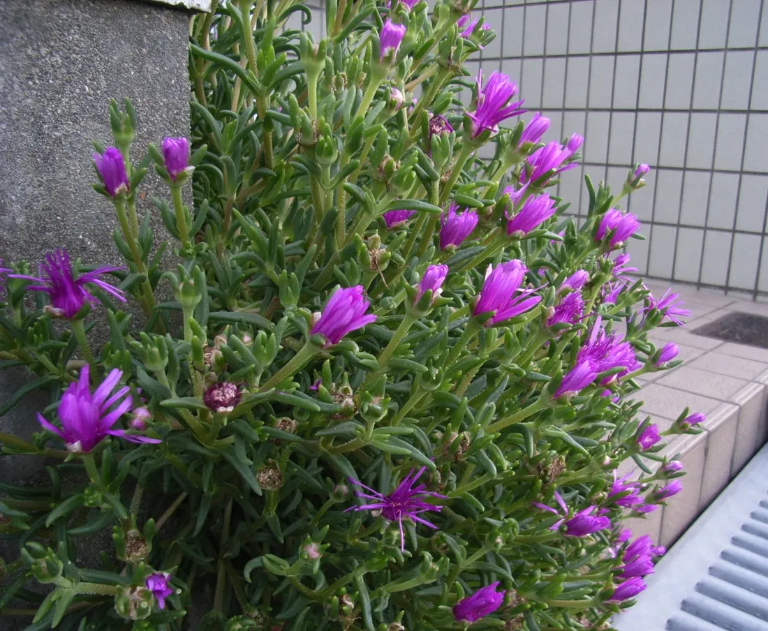 Trailing Ice Plant (Lampranthus Spectabilis) — The Trailing Ice Plant, Lampranthus spectabilis, is a vibrant, drought-tolerant succulent; blooming in the